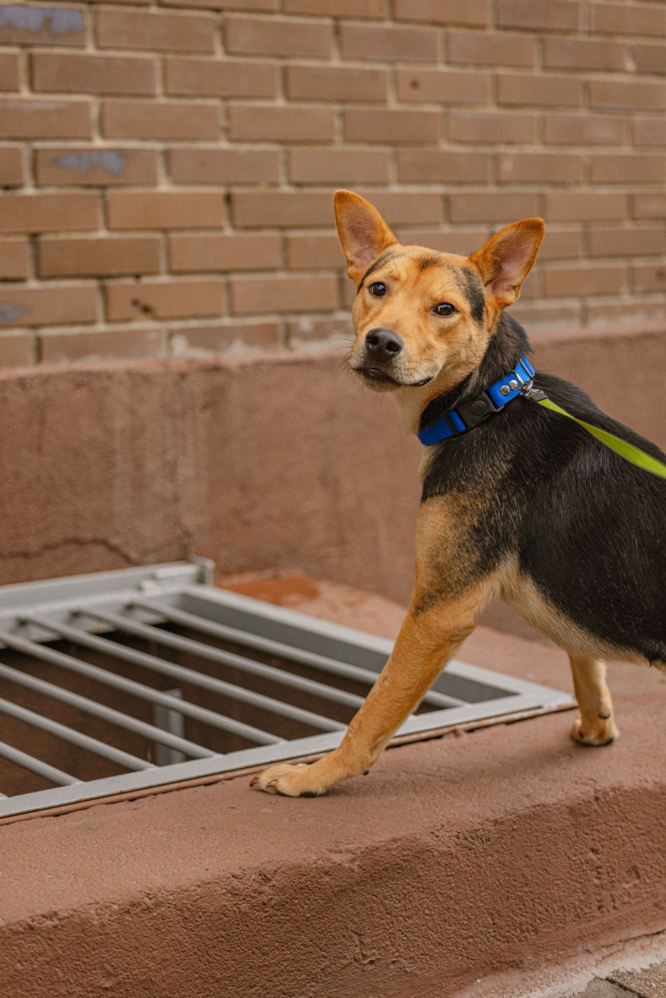 Джеки. Фотограф-анималист в Москве Лера Черноног