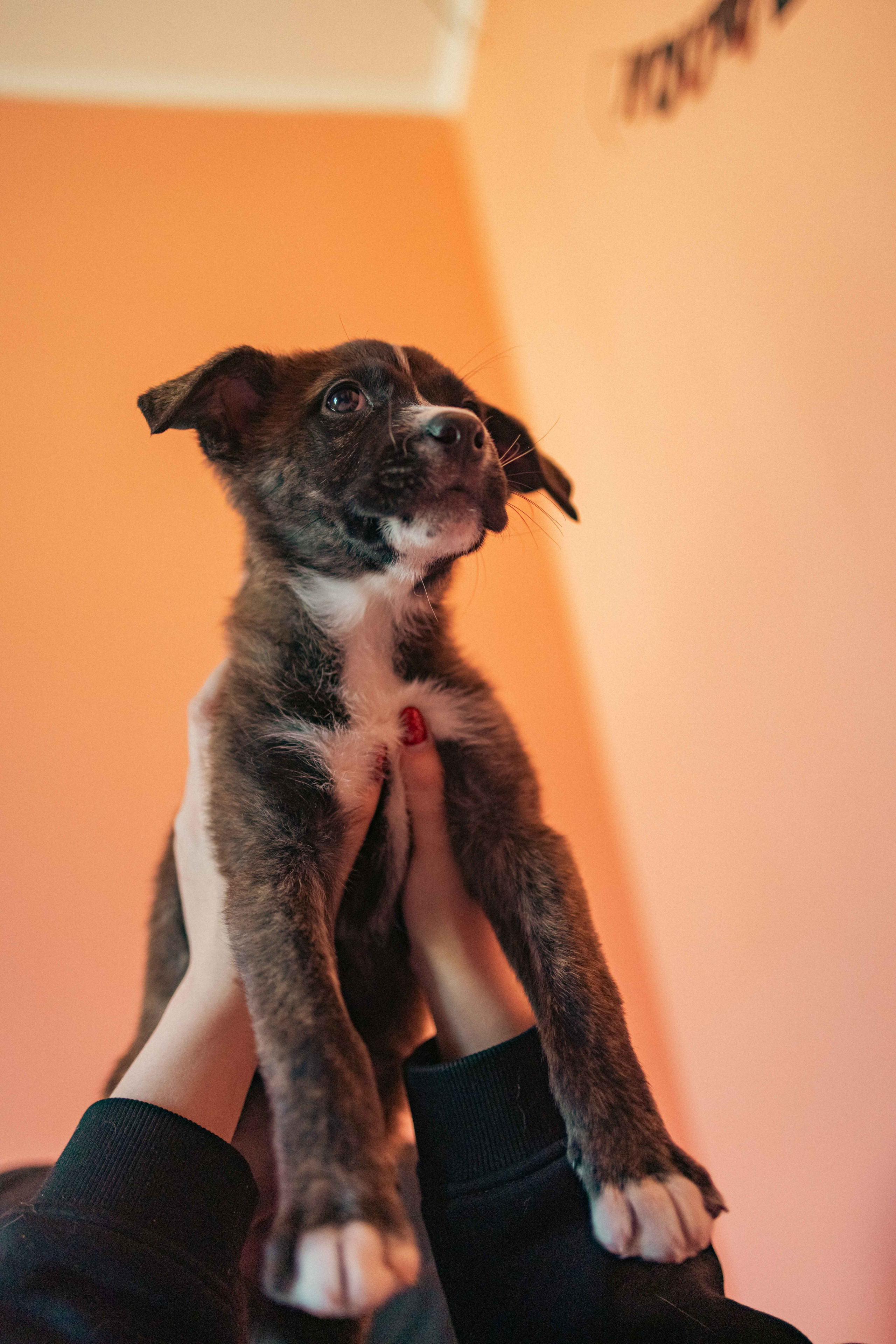 Гайка. Фотограф-анималист в Москве Лера Черноног