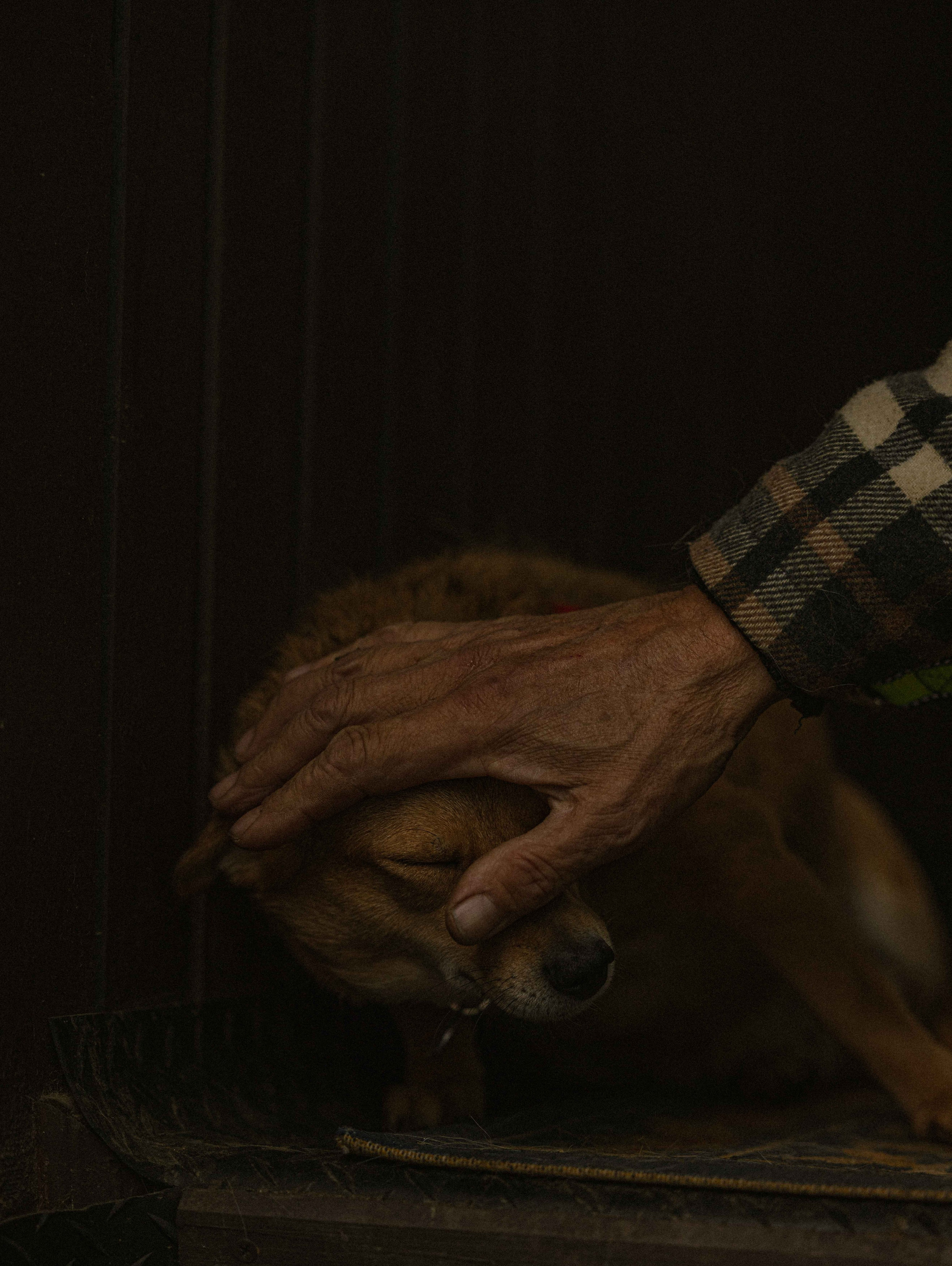 Передержка. Фотограф-анималист в Москве Лера Черноног