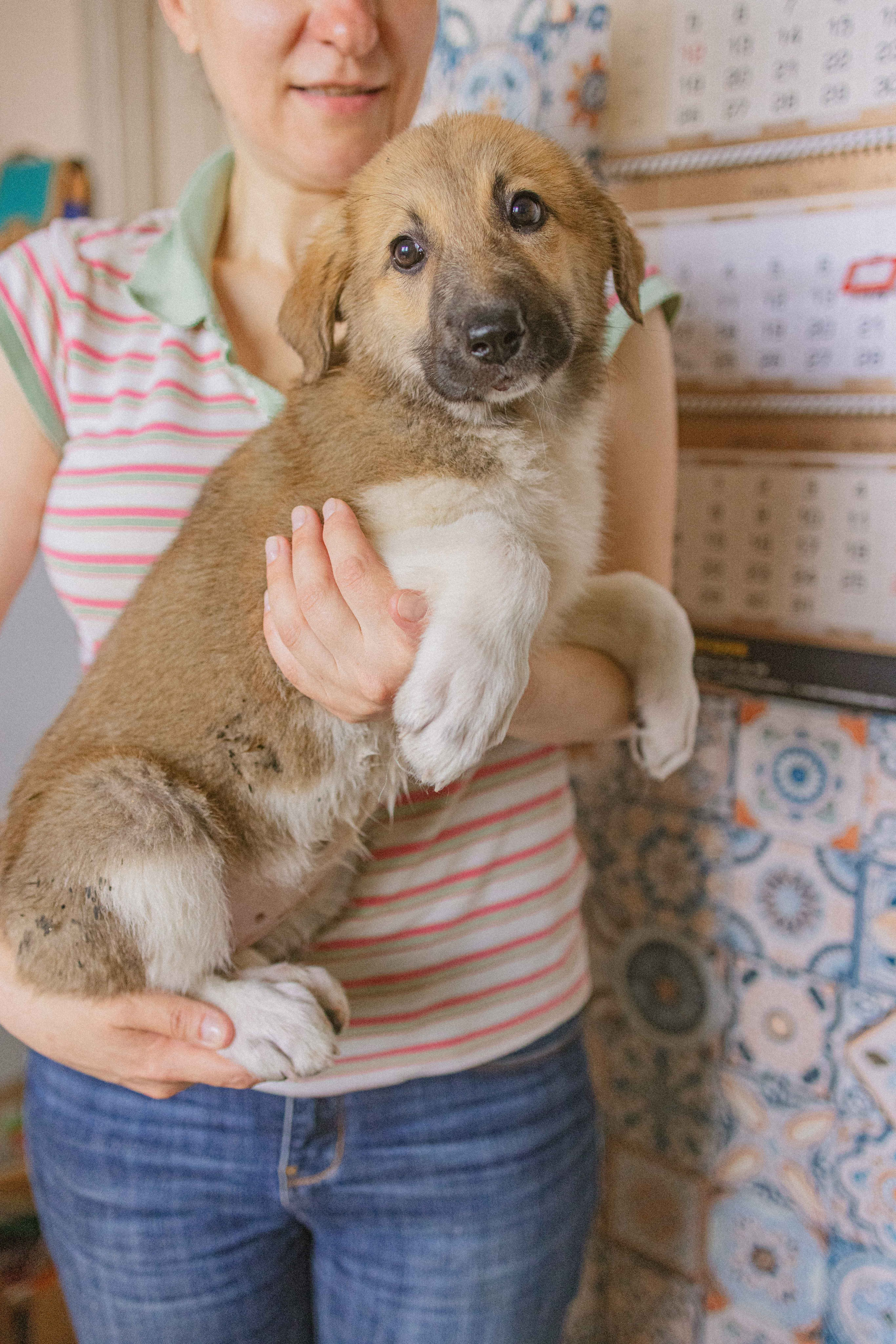 Щеночки на кухне. Фотограф-анималист в Москве Лера Черноног