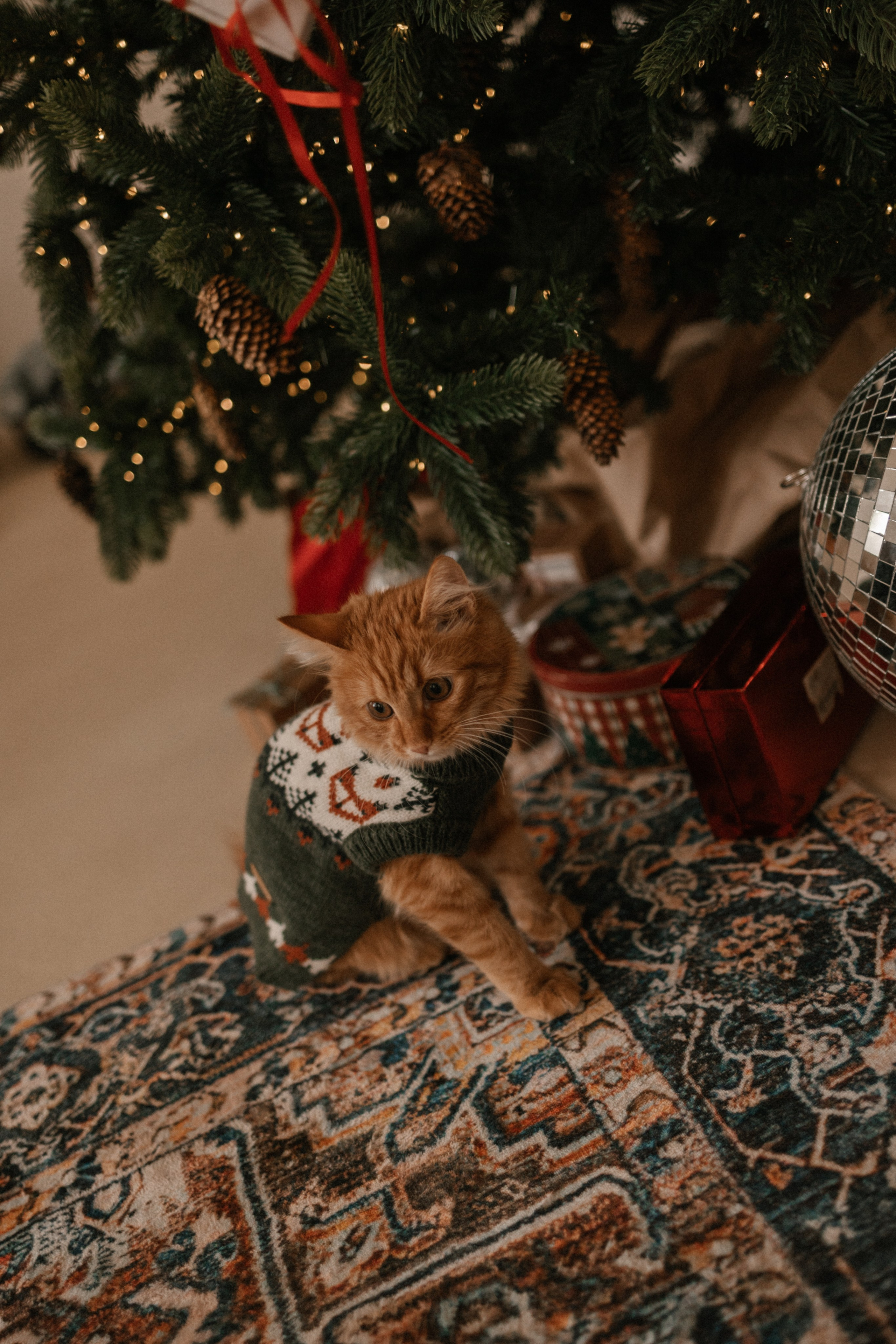 Камилла и ее девочки. Фотограф — Анималист | Санкт-Петербург