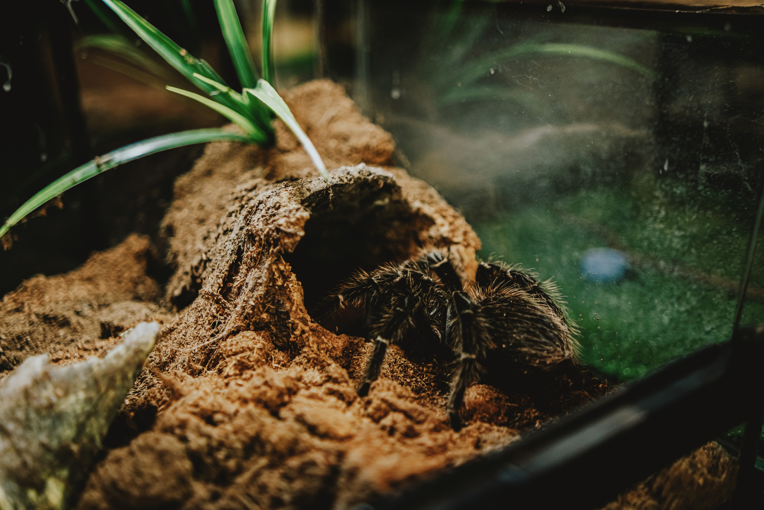 Дом Драконов. Nattie.ph