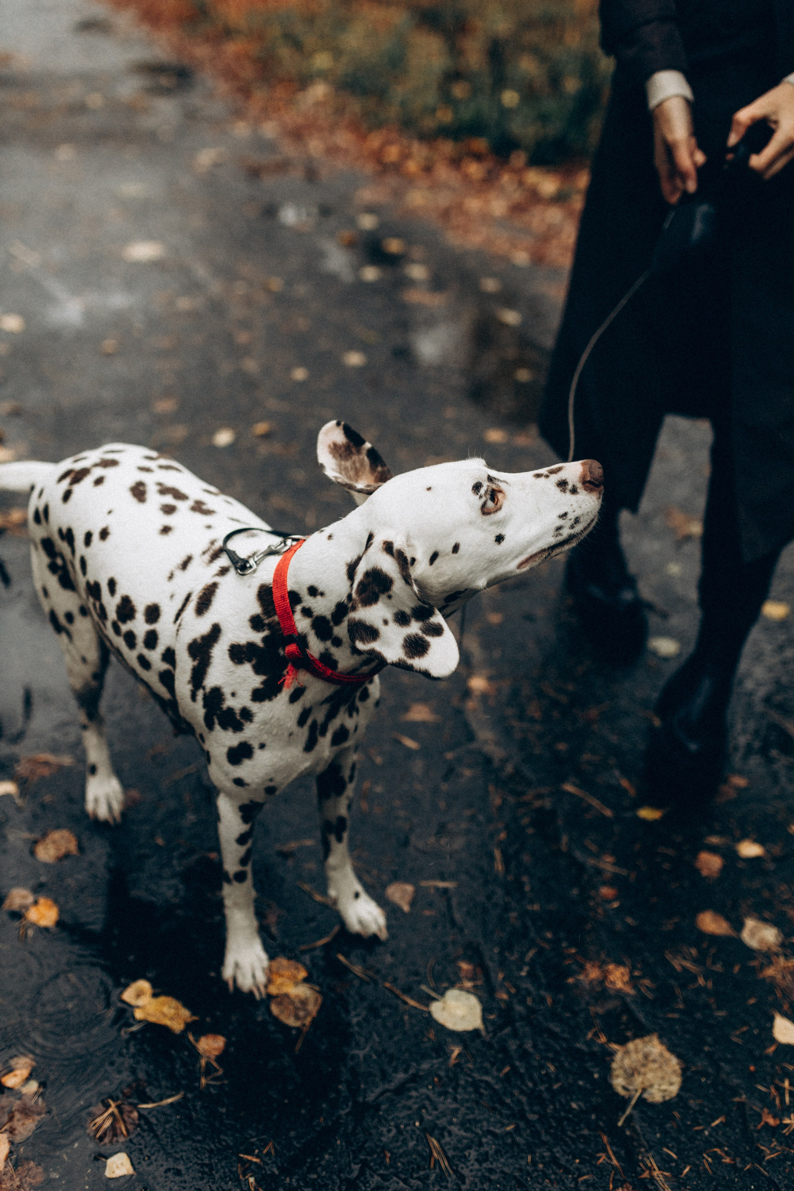 Анфиса & Нисма. Фотограф НОГИНСК, Москва, Анастасия Белая