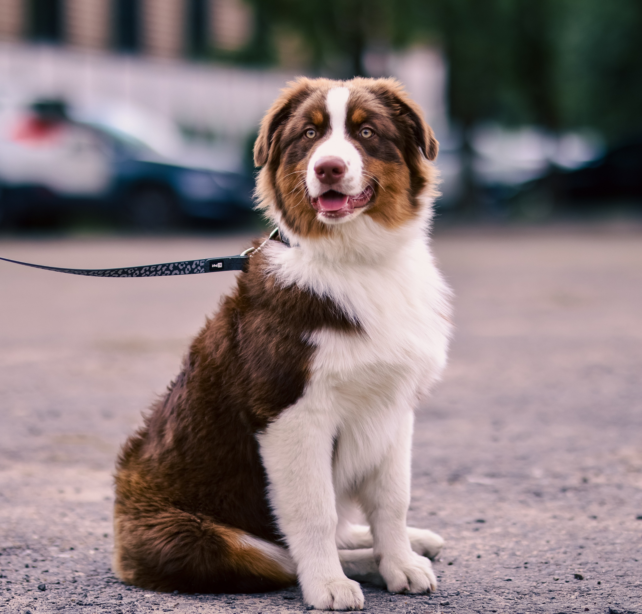 Аусси 3. Фотограф репортажей и стритфотосессий в Москве Людмила Смирнова