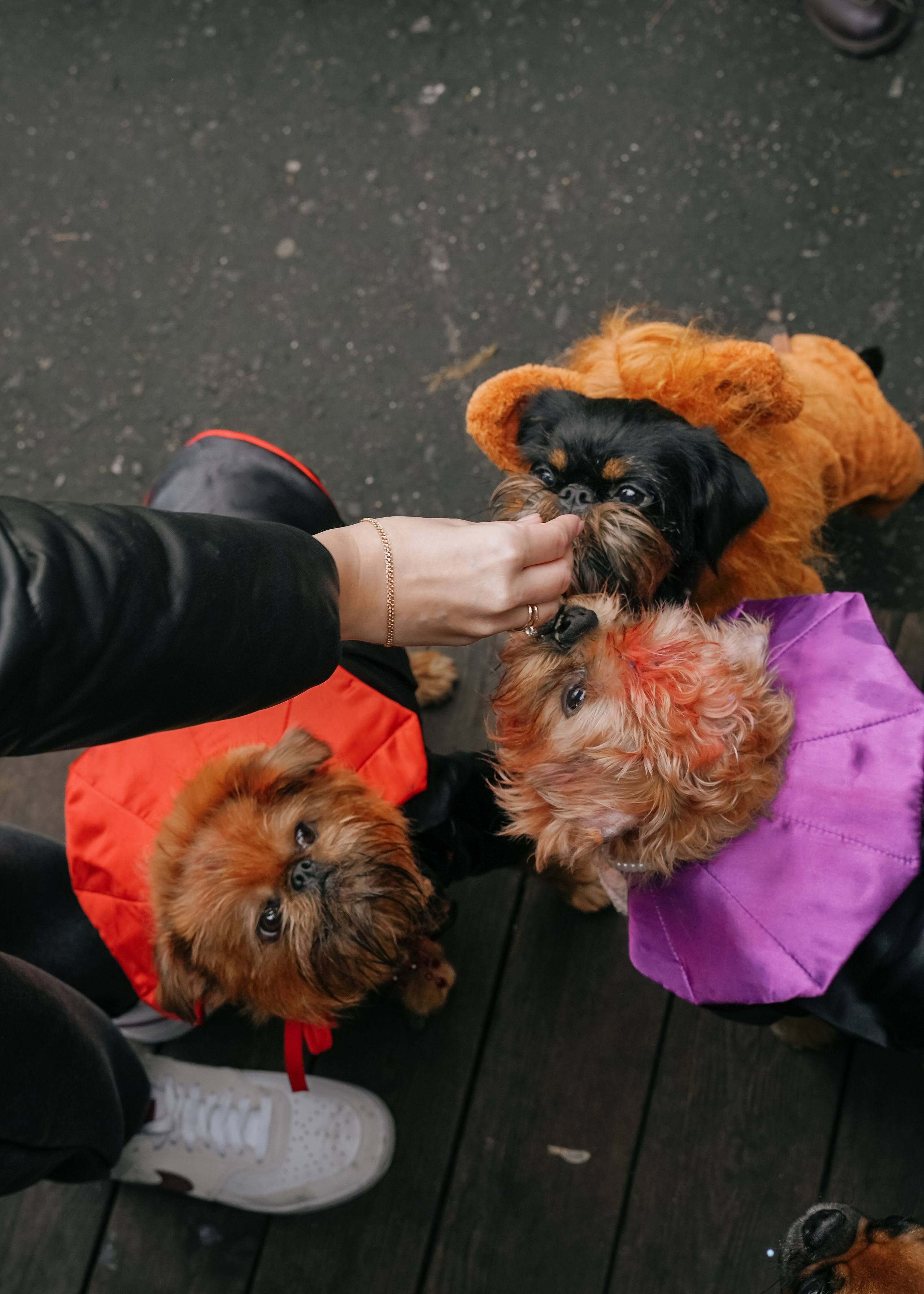 Тематическая встреча породников «Griffween». Фотограф-анималист Ксения Воробьева, Москва