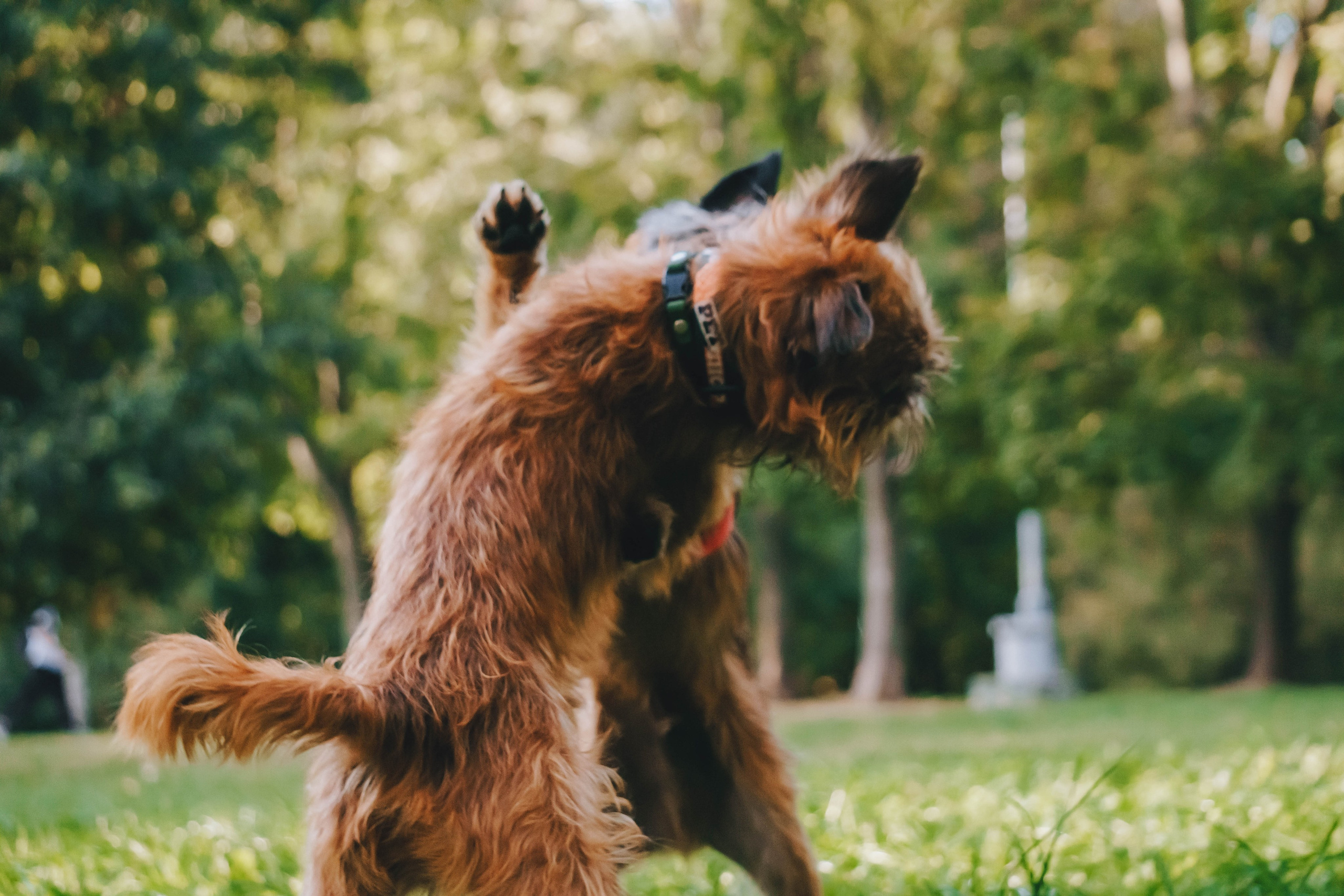 Мини-туса гриффоны и брабансоны. Фотограф-анималист Ксения Воробьева, Москва