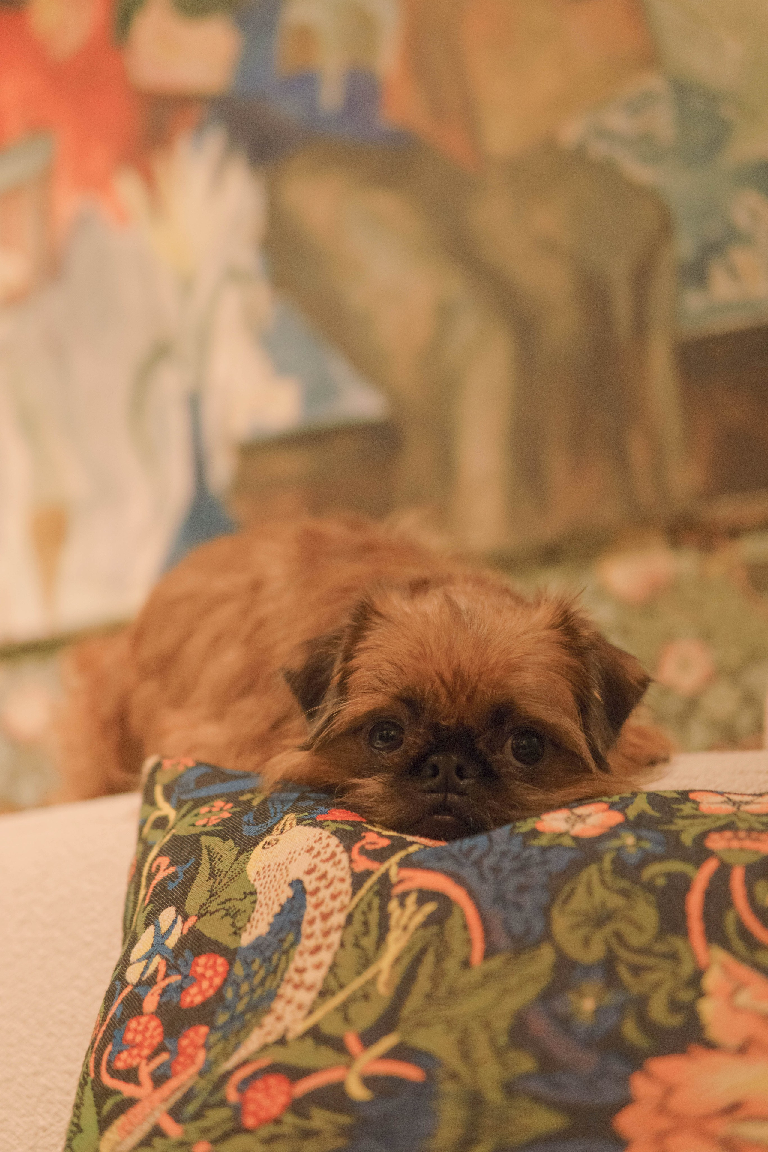 Наташа и Хавьер. Фотограф-анималист Ксения Воробьева, Москва