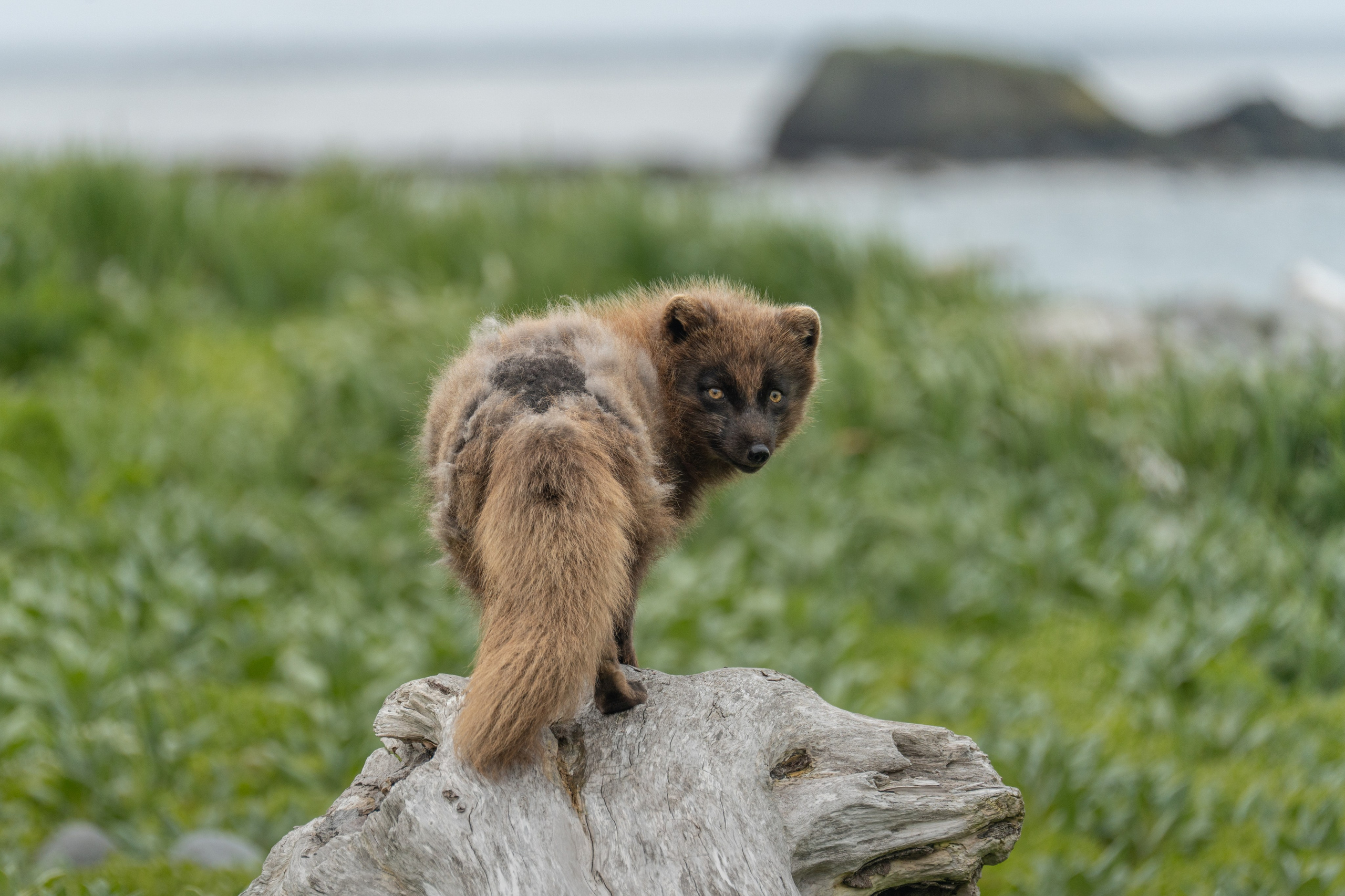 Северные Курильские острова. Andrew Gusarov Nature Photography