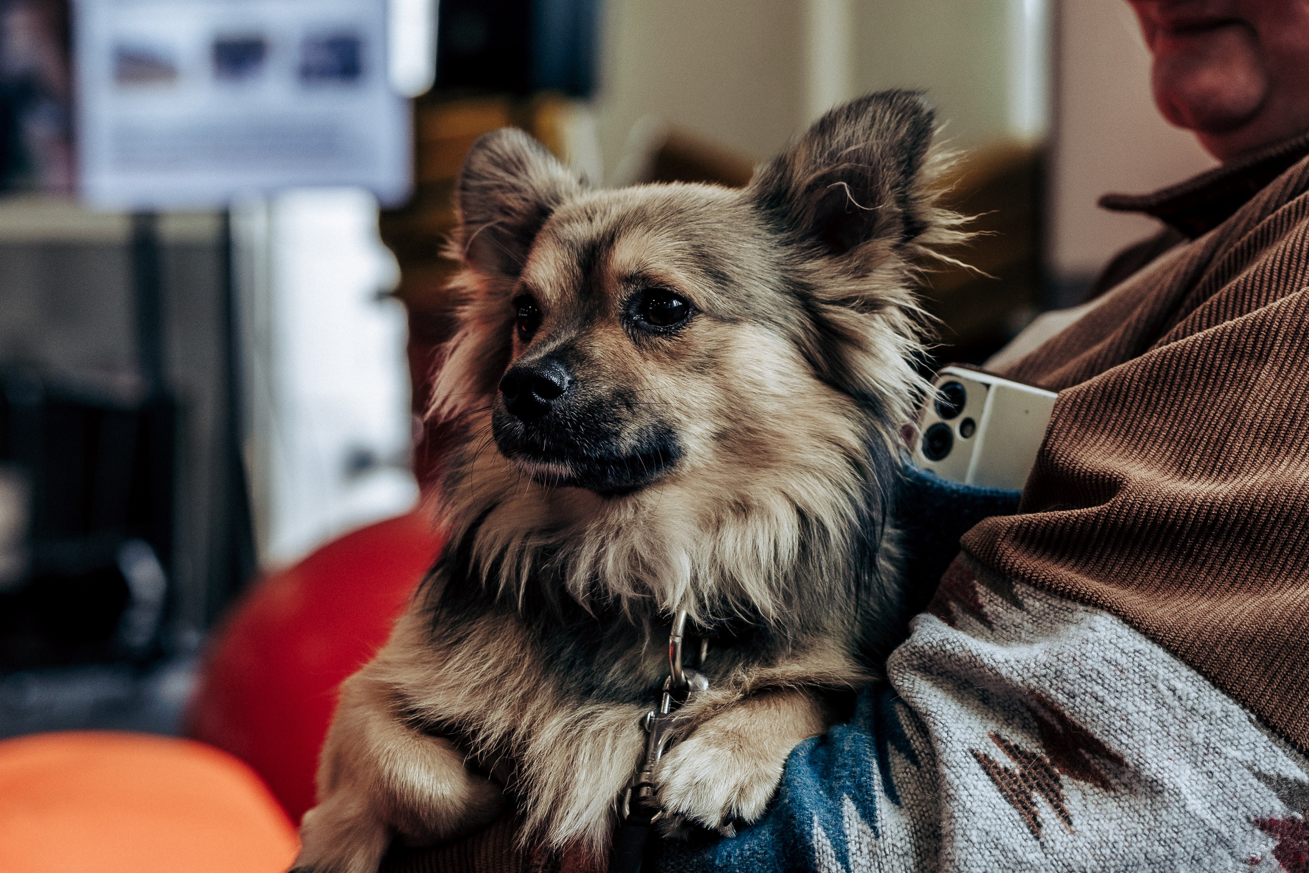 Репортажная фотосессия «День питомца-донора». Профессиональный фотограф в Санкт-Петербурге Александр Волосенцев