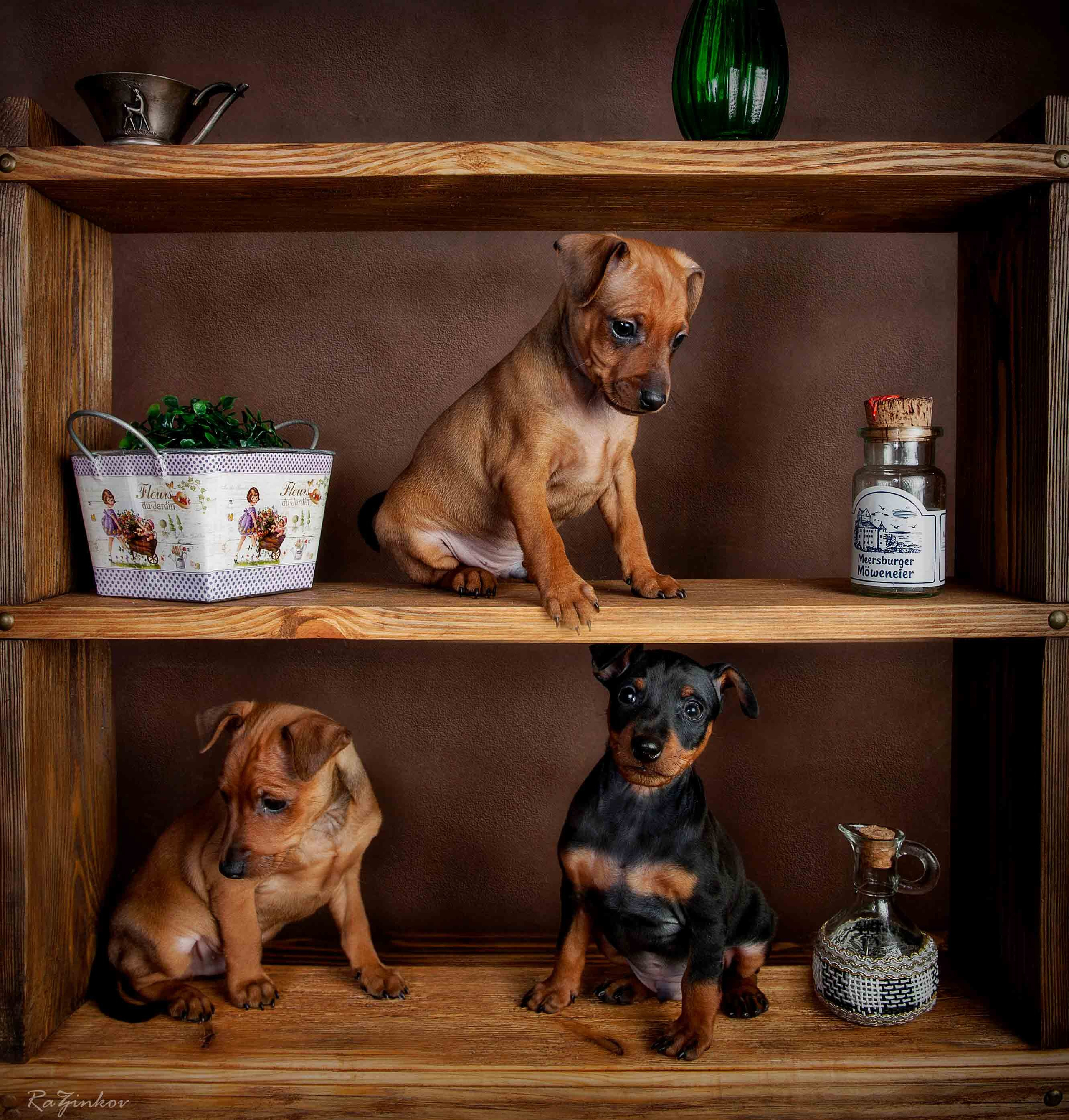 Собаки. Портретная и свадебная фотосъемка. Москва и область