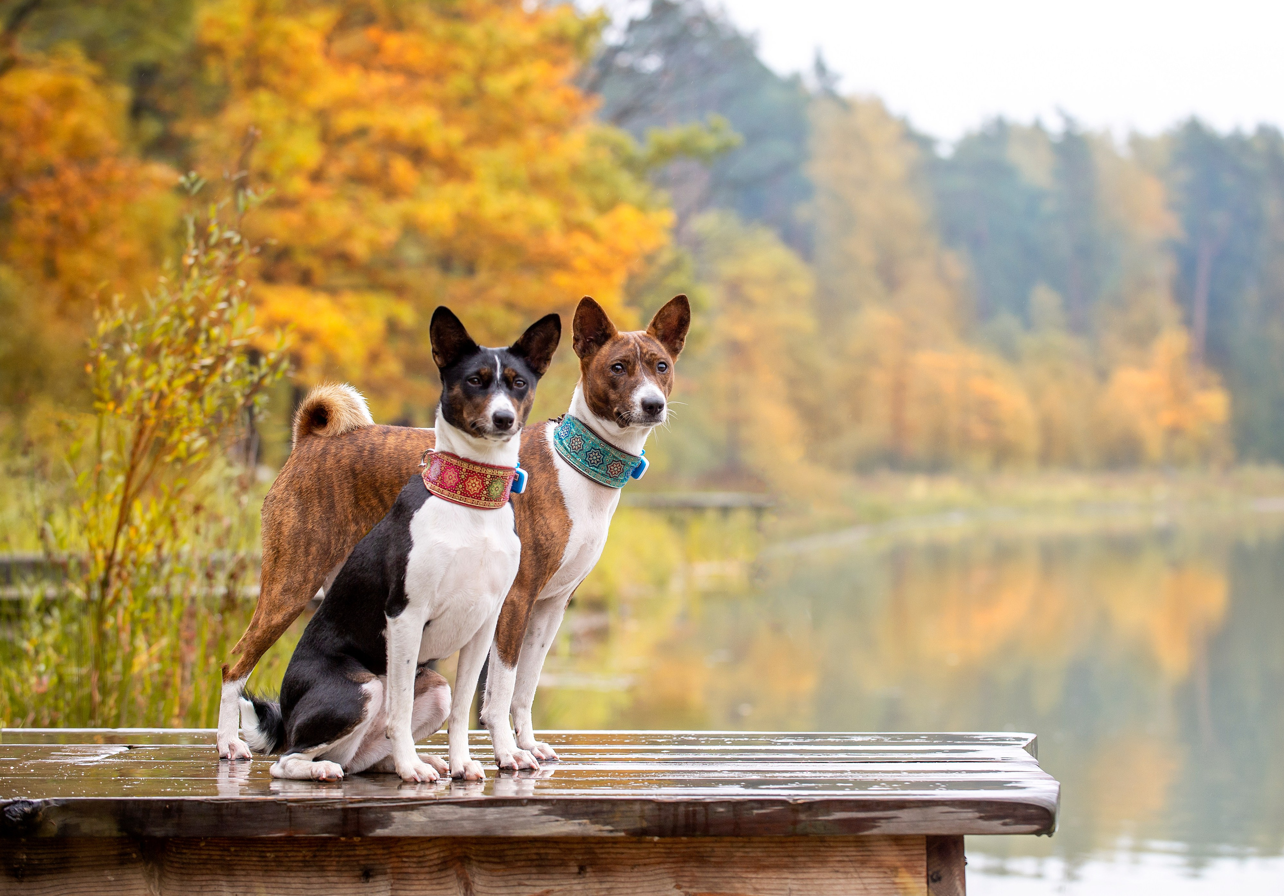 Собаки. Портретная и свадебная фотосъемка. Москва и область