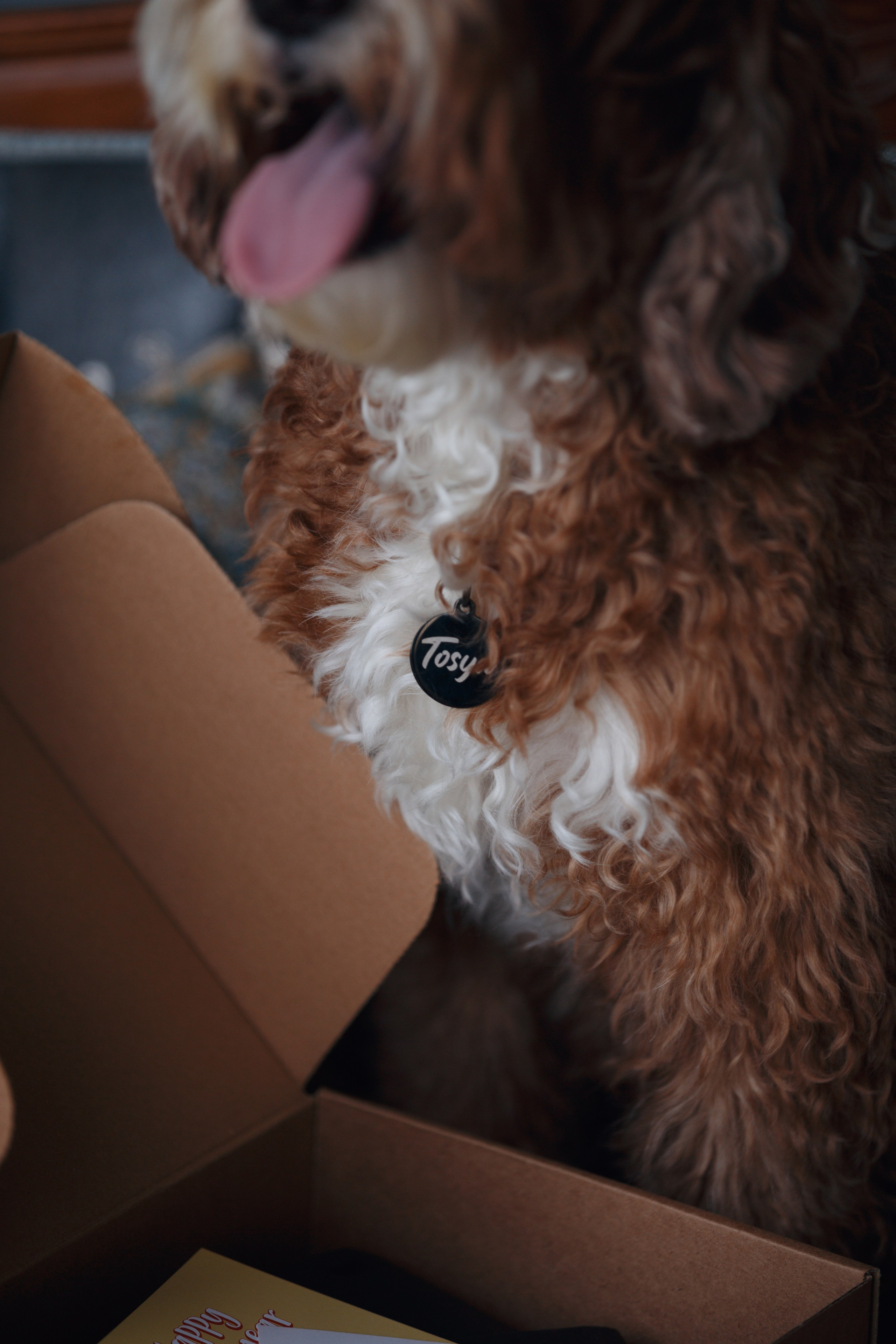 Bmbh лежанки и адресники. Фотограф анималист Кристина Карпова, Москва