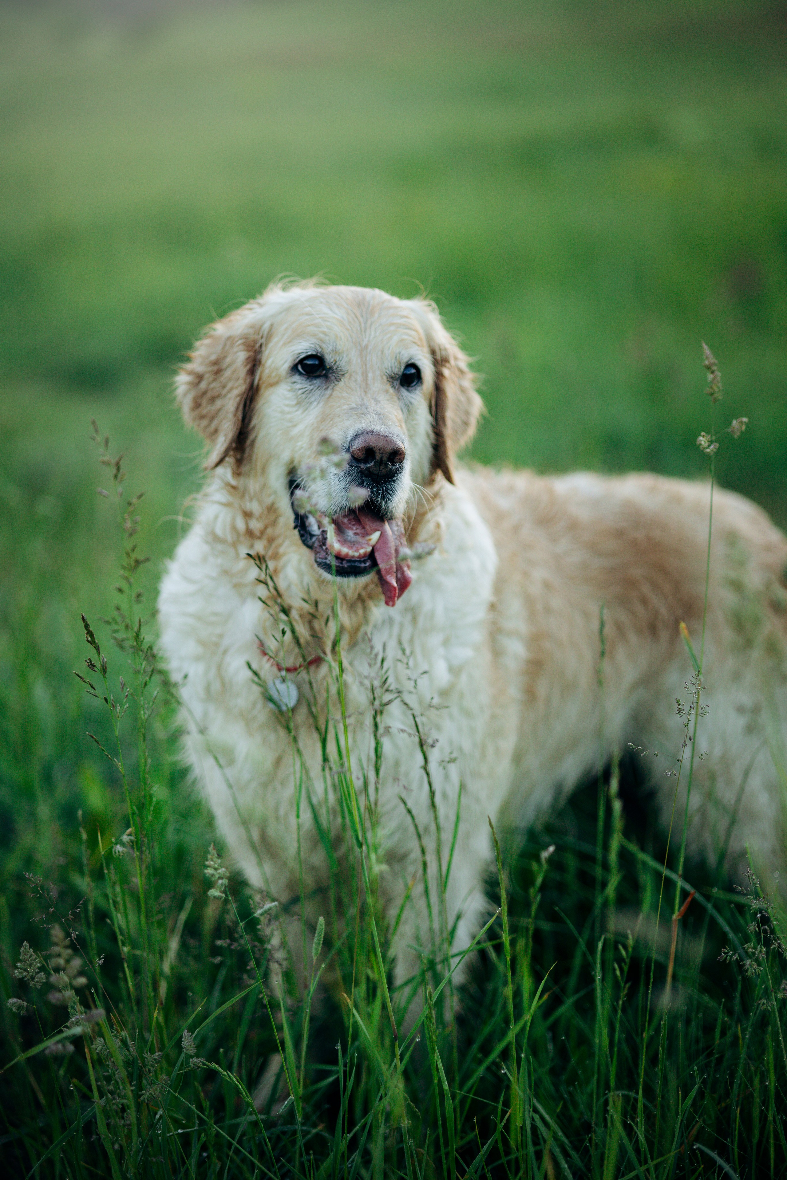 Юля и Руби. Фотограф — Анималист | Санкт-Петербург