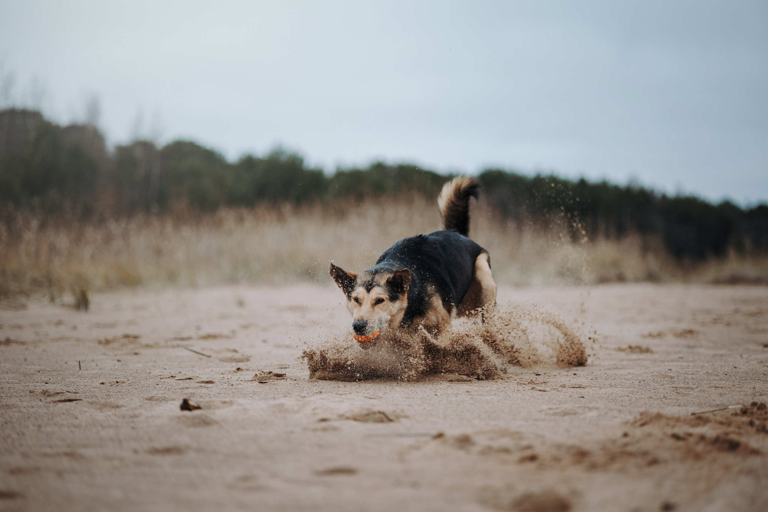 Наталья и Того. Фотограф — Анималист | Санкт-Петербург