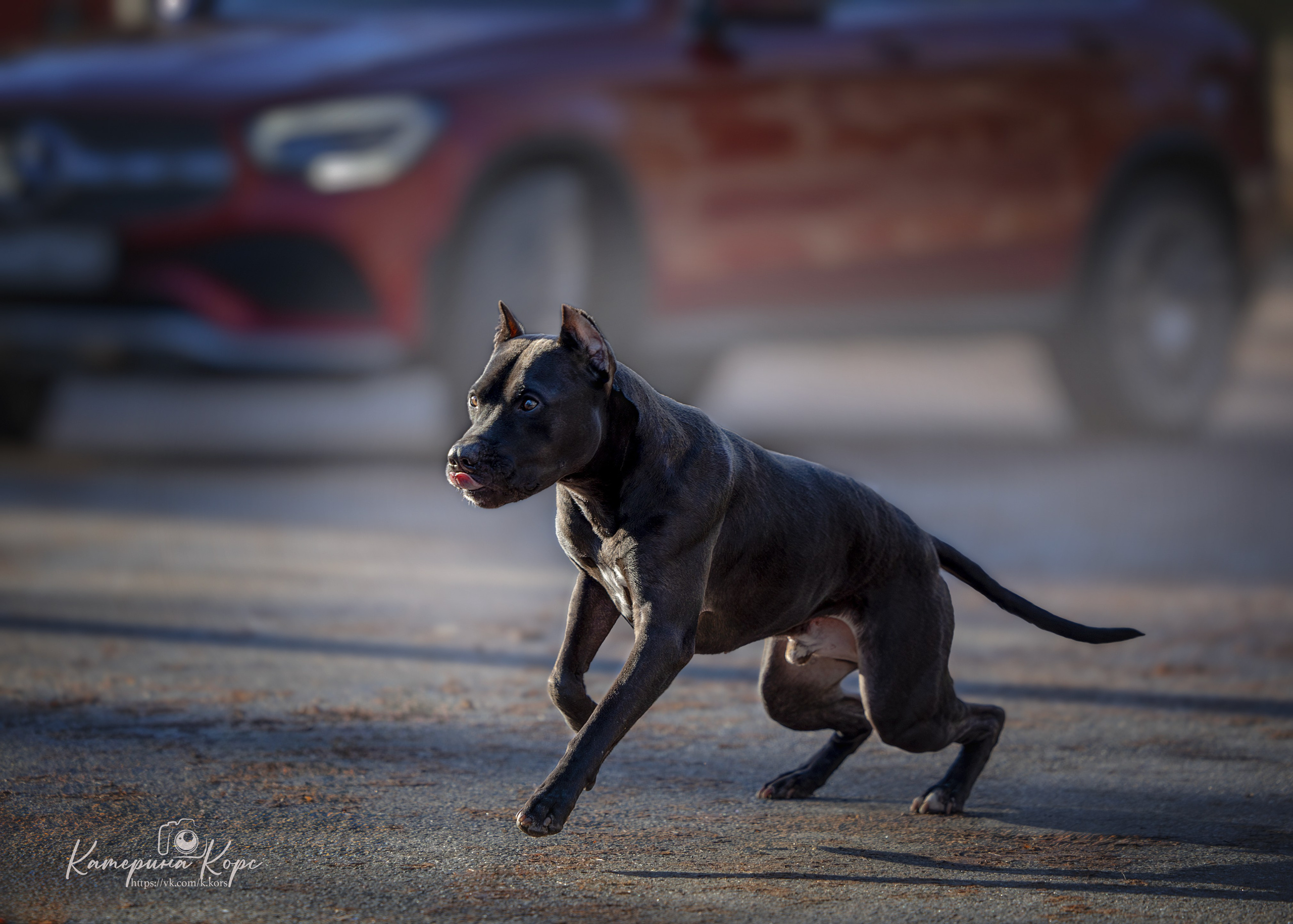 АПБТ DRAGON'S JOKER. Главная