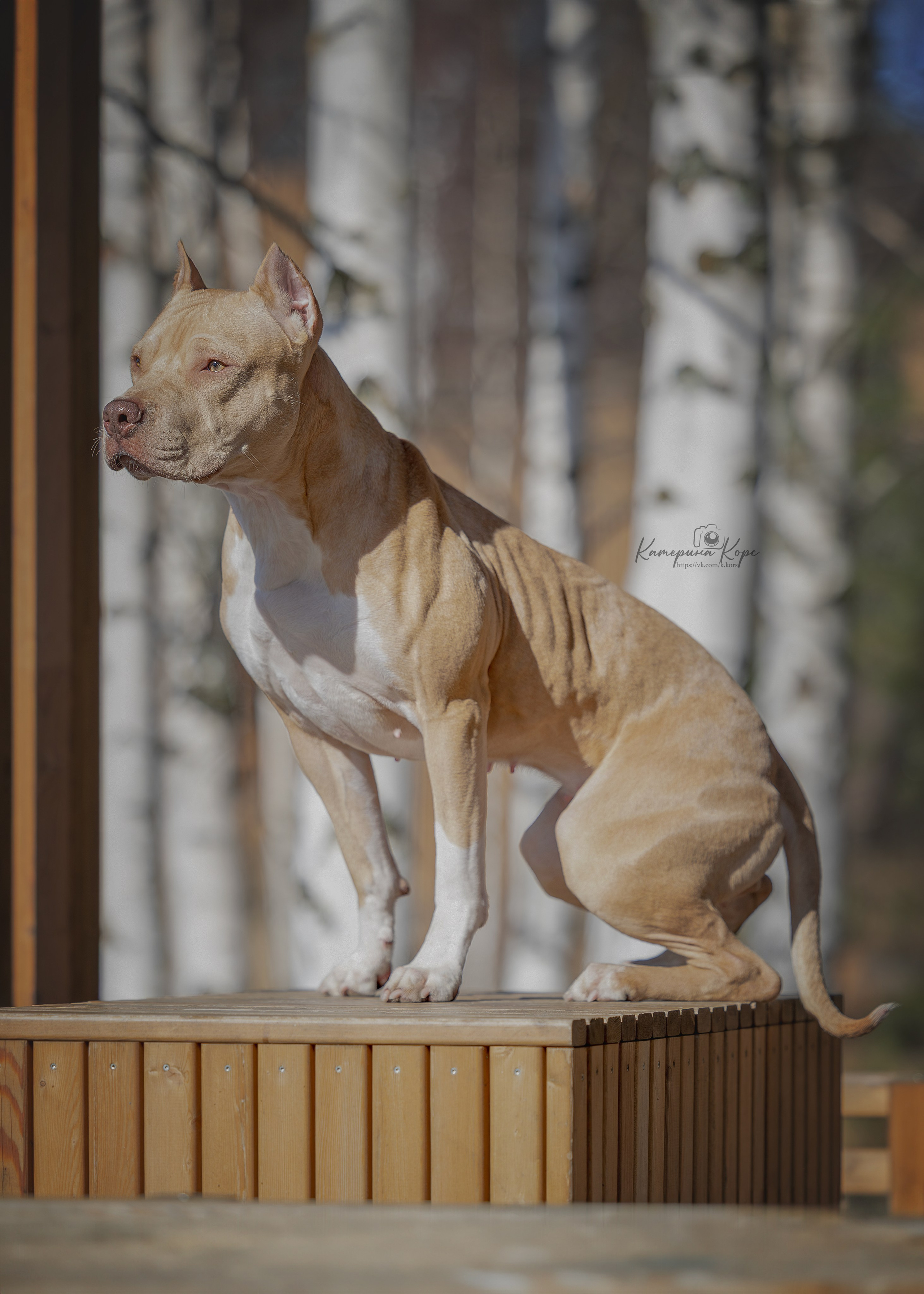 АПБТ Нарния. Главная