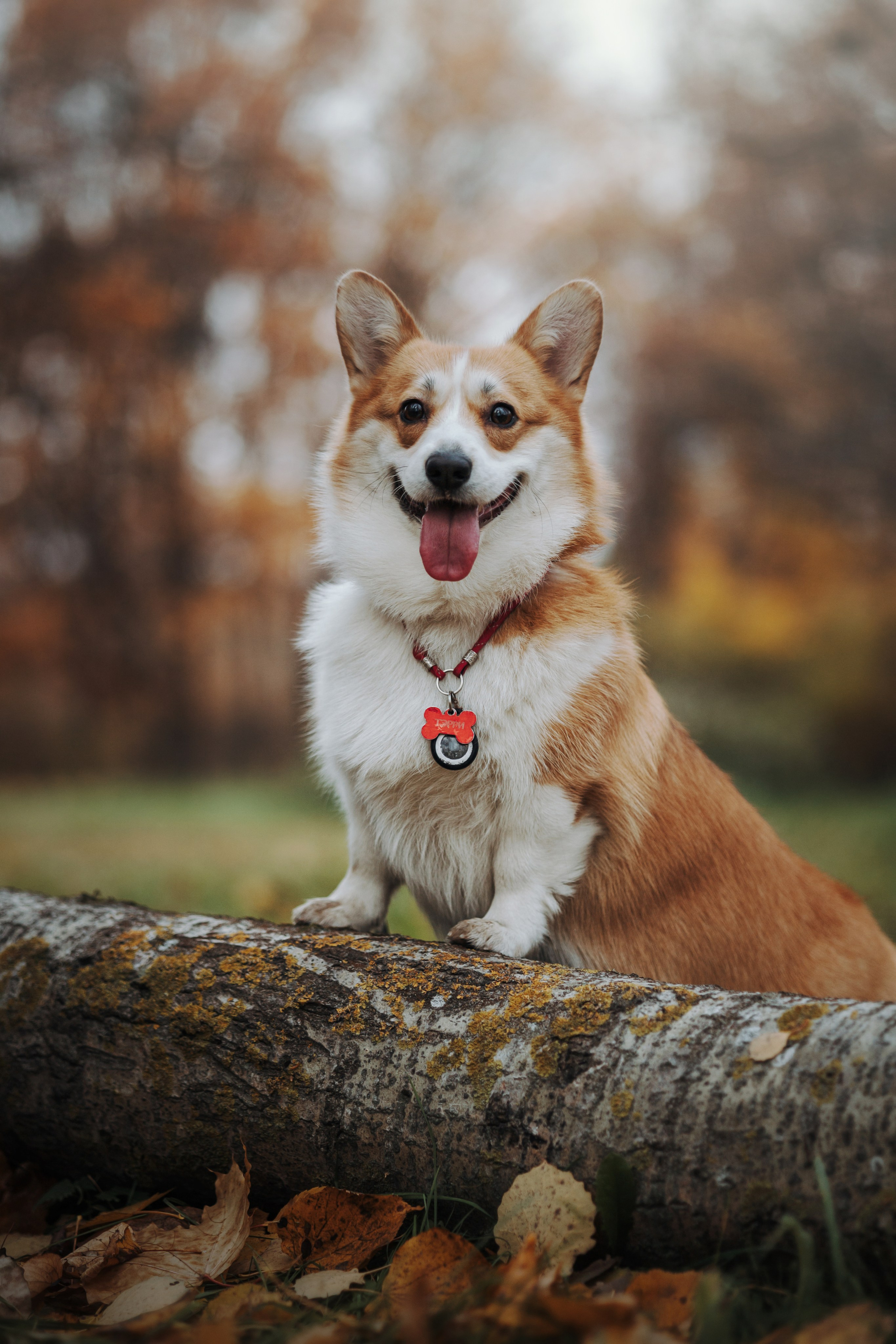 Юля и Терри. Фотограф — Анималист | Санкт-Петербург