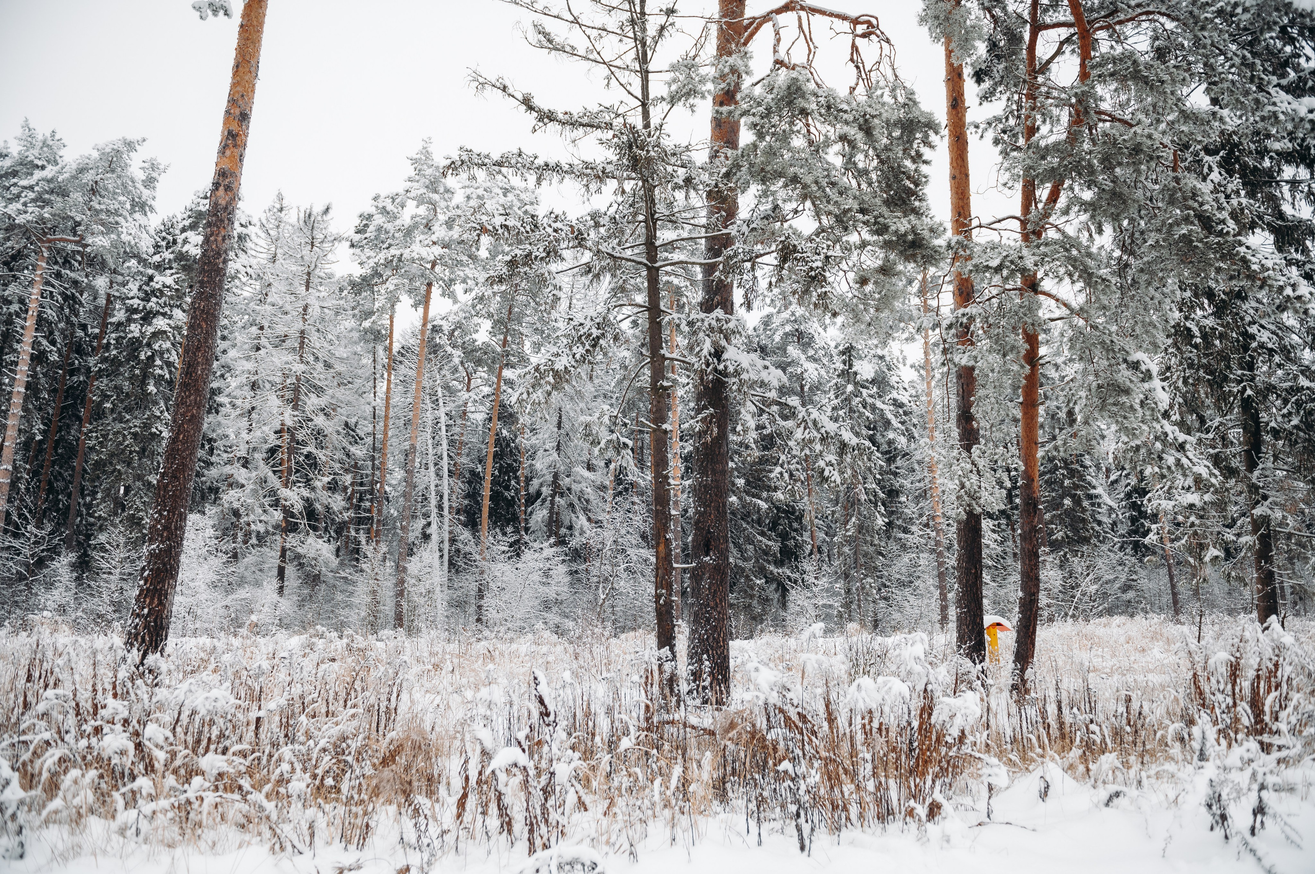 Снежная прогулка. Главная