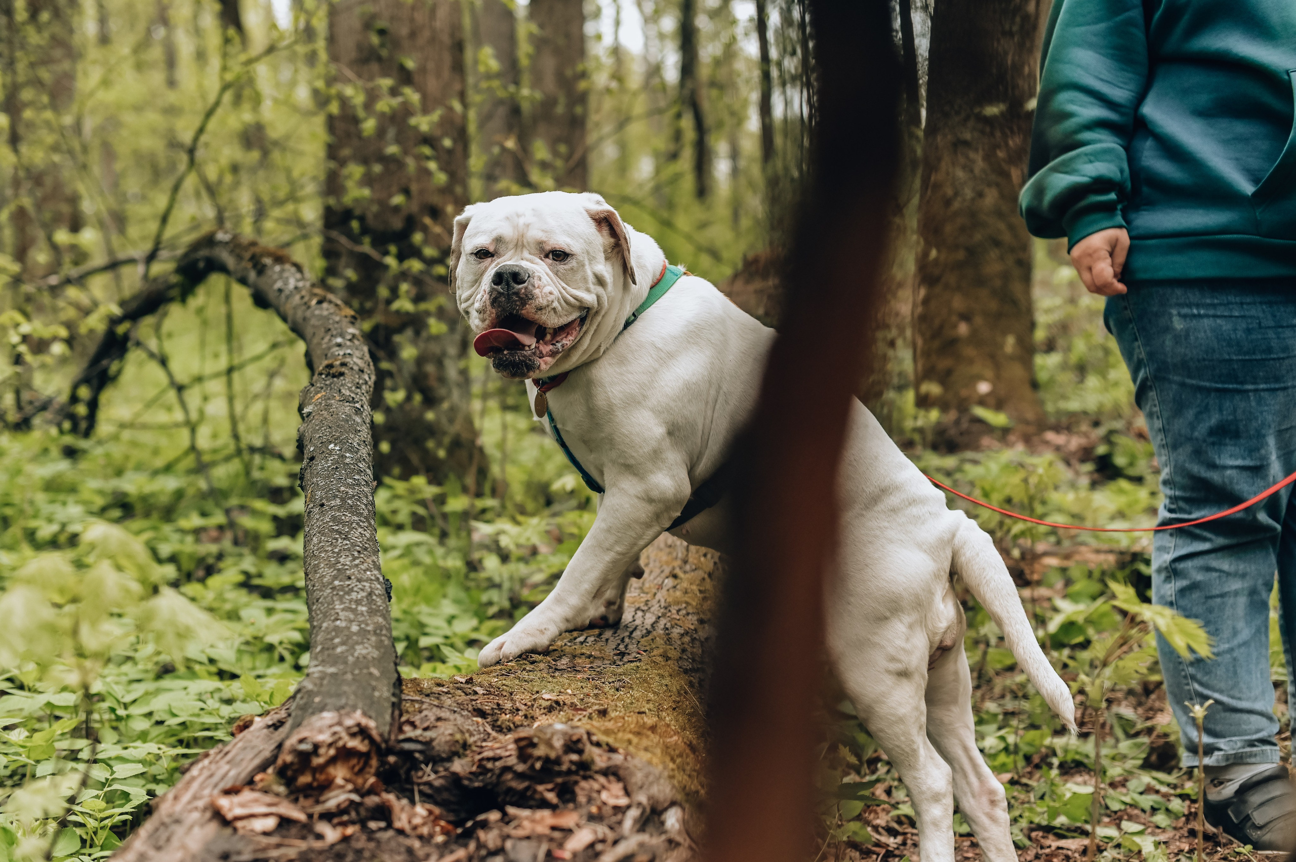 Занятие с кинологом. Семейный и репортажный фотограф в Москве Анастасия Трубкина