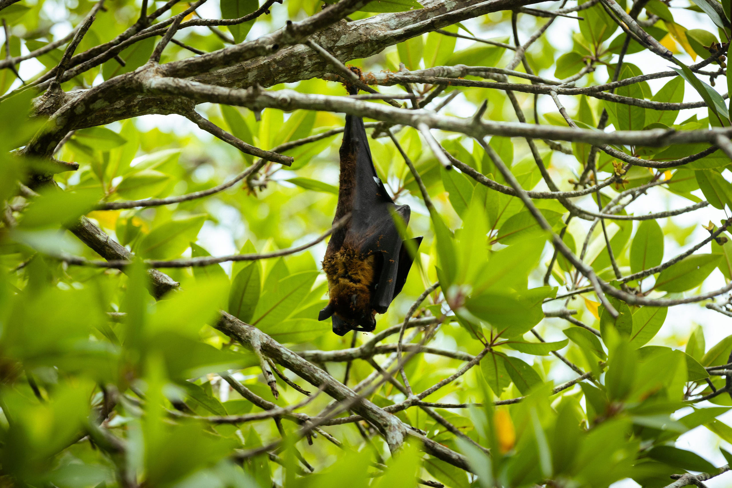 Шри-Ланка (весна 2024). Фотограф Виноградов Константин