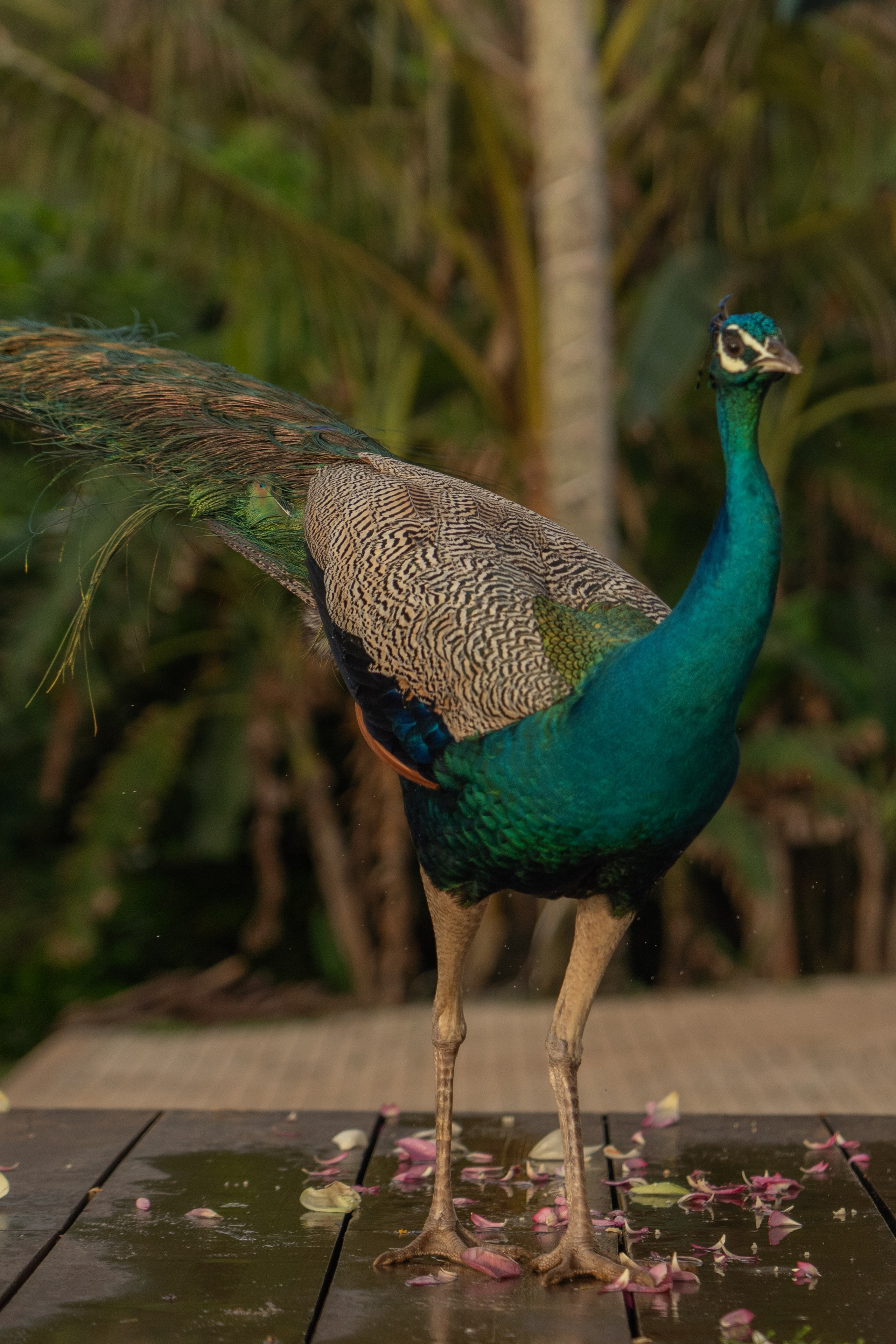 Sri Lankan Style Wedding Ceremony