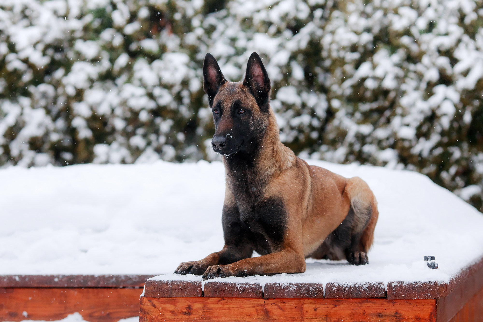 Зимние портреты. Фотограф-анималист Mary Mart — Москва, Питер