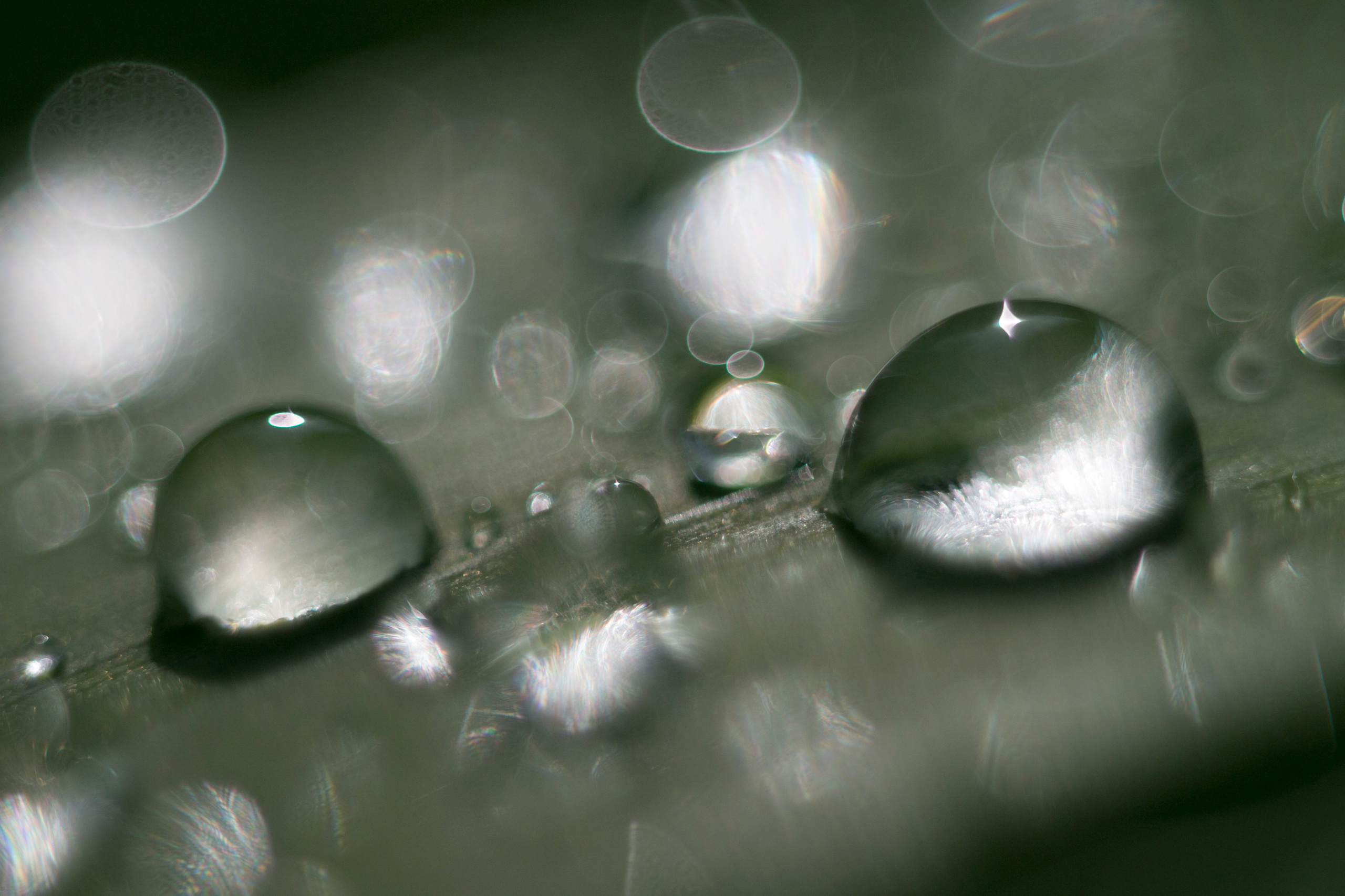 Макро. Фотограф Лагутин Анатолий