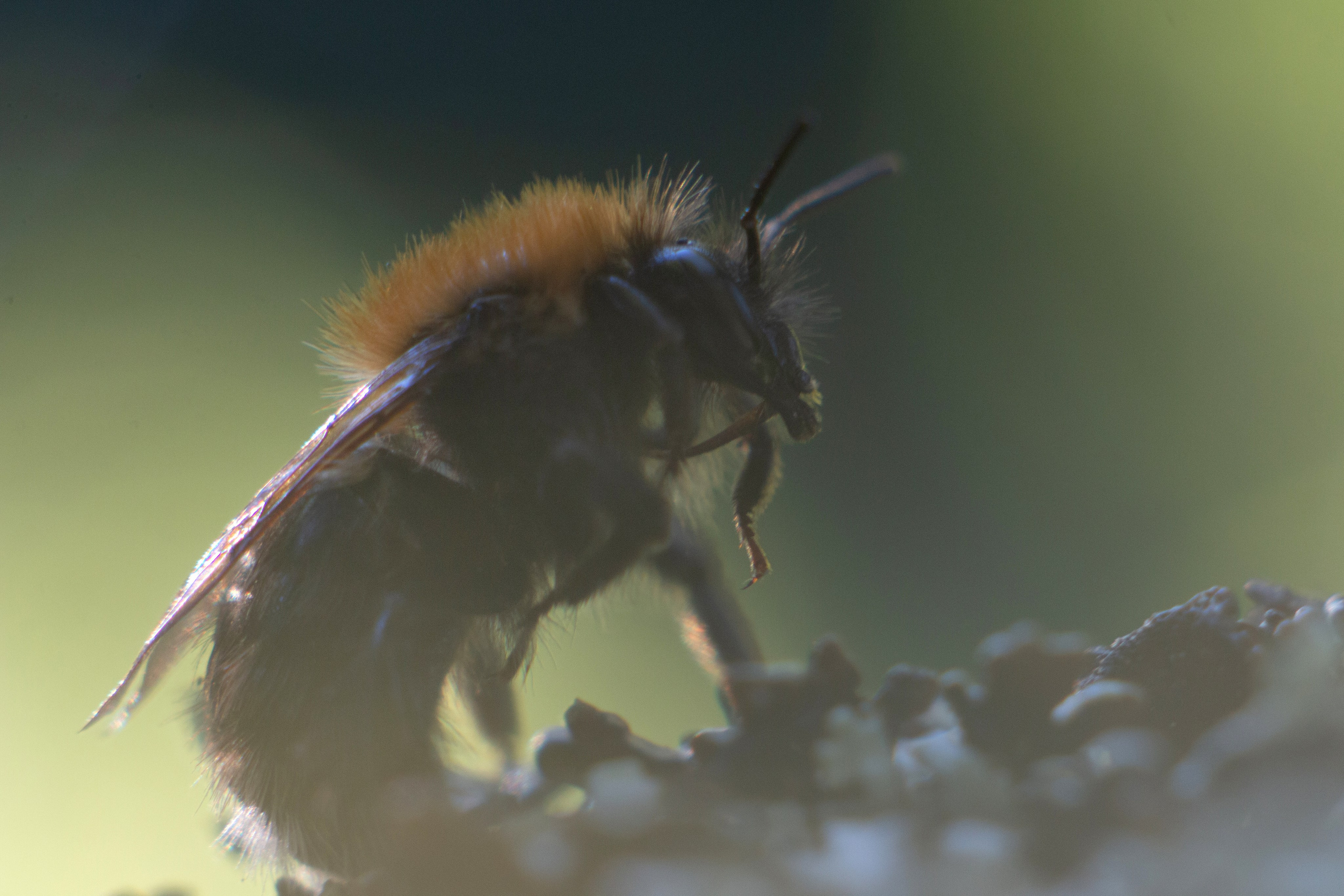 Макро. Фотограф Лагутин Анатолий