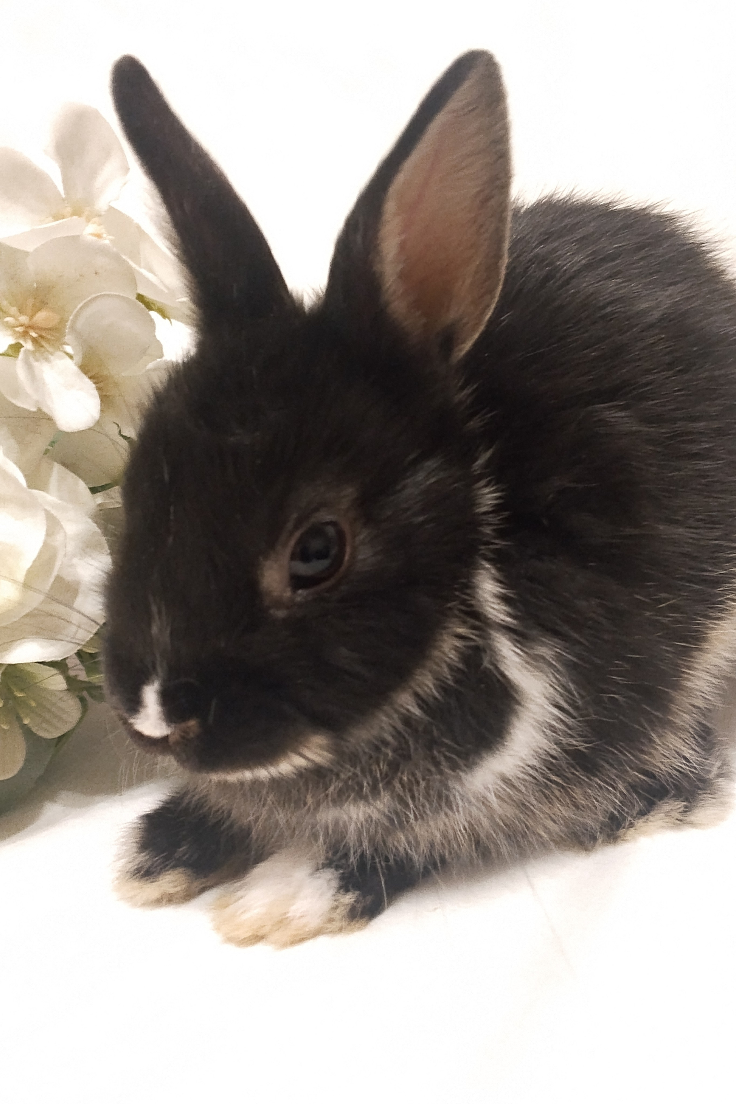 Съемка для Всероссийского журнала @momshistory с милыми пушистыми кроликами. Самоед Новосибирск