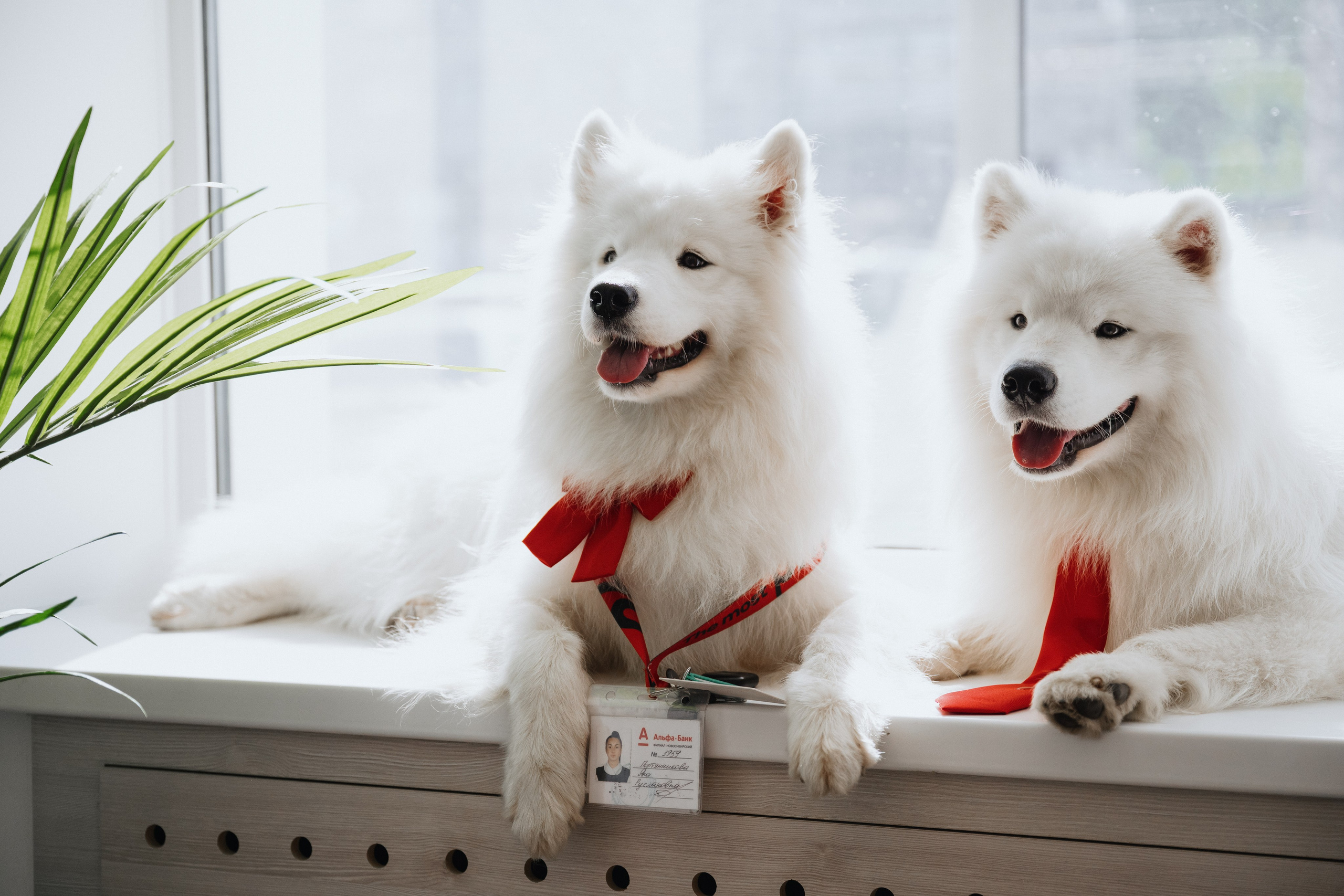 Фотосессия с самоедами