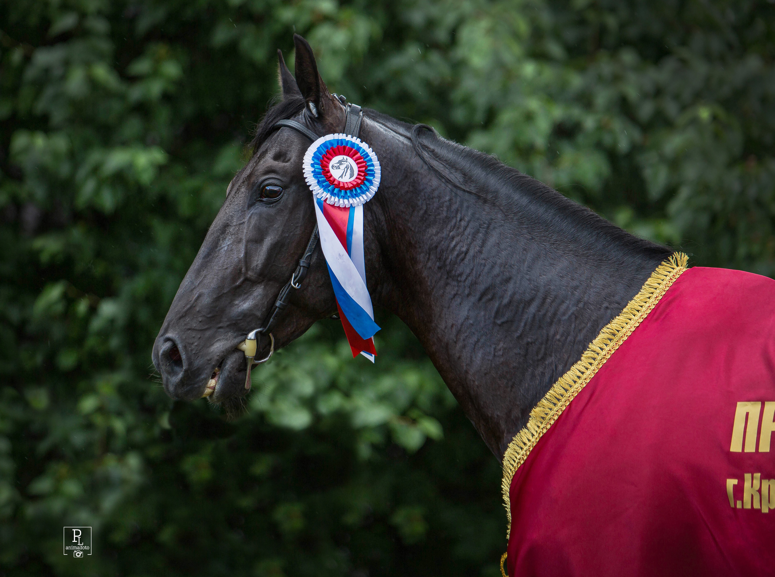 СЪЕМКА ЛОШАДЕЙ. Конный фотограф в Красноярске — Любовь Похабова
