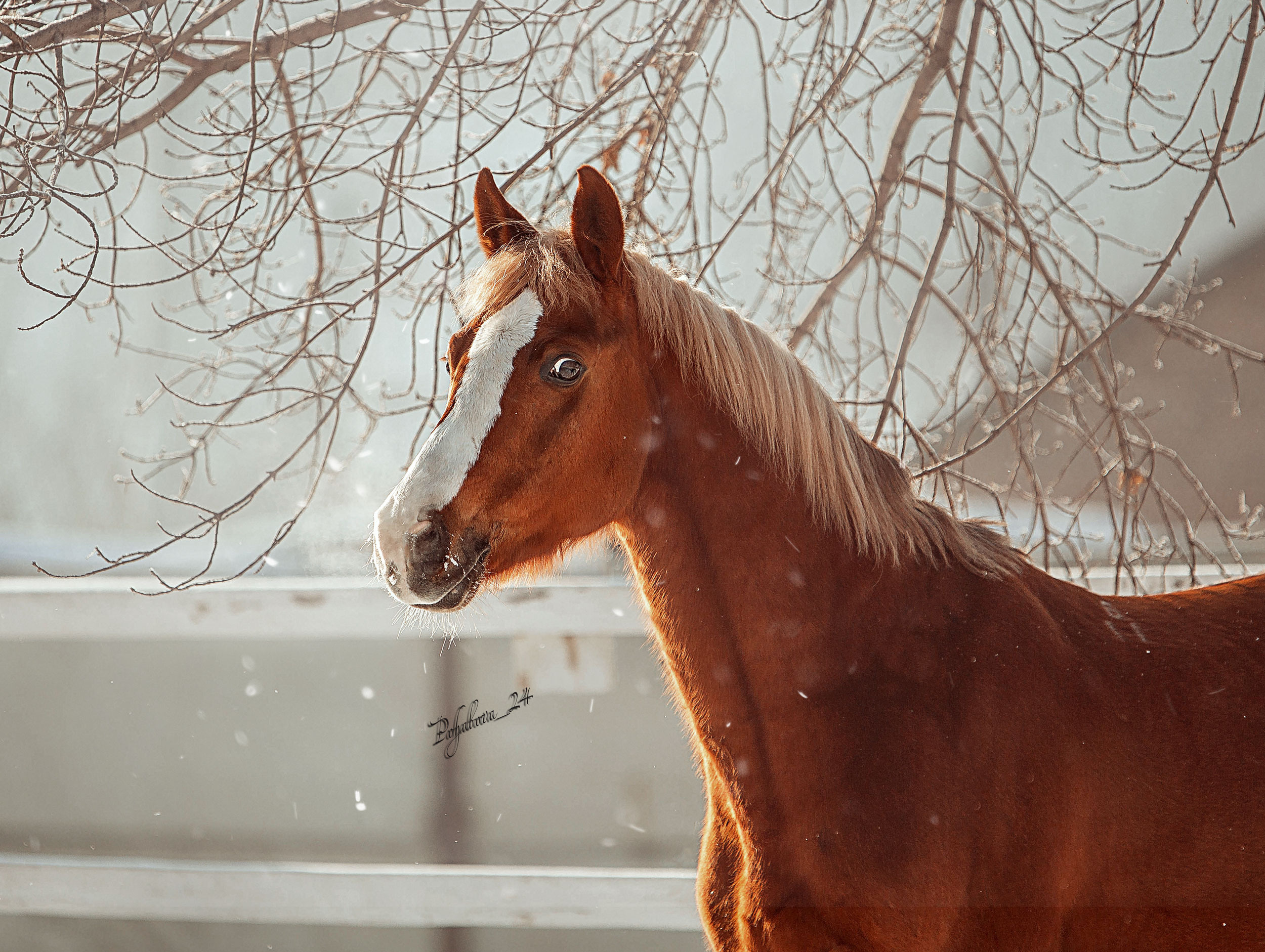 Лошади зимой. Конный фотограф в Красноярске — Любовь Похабова