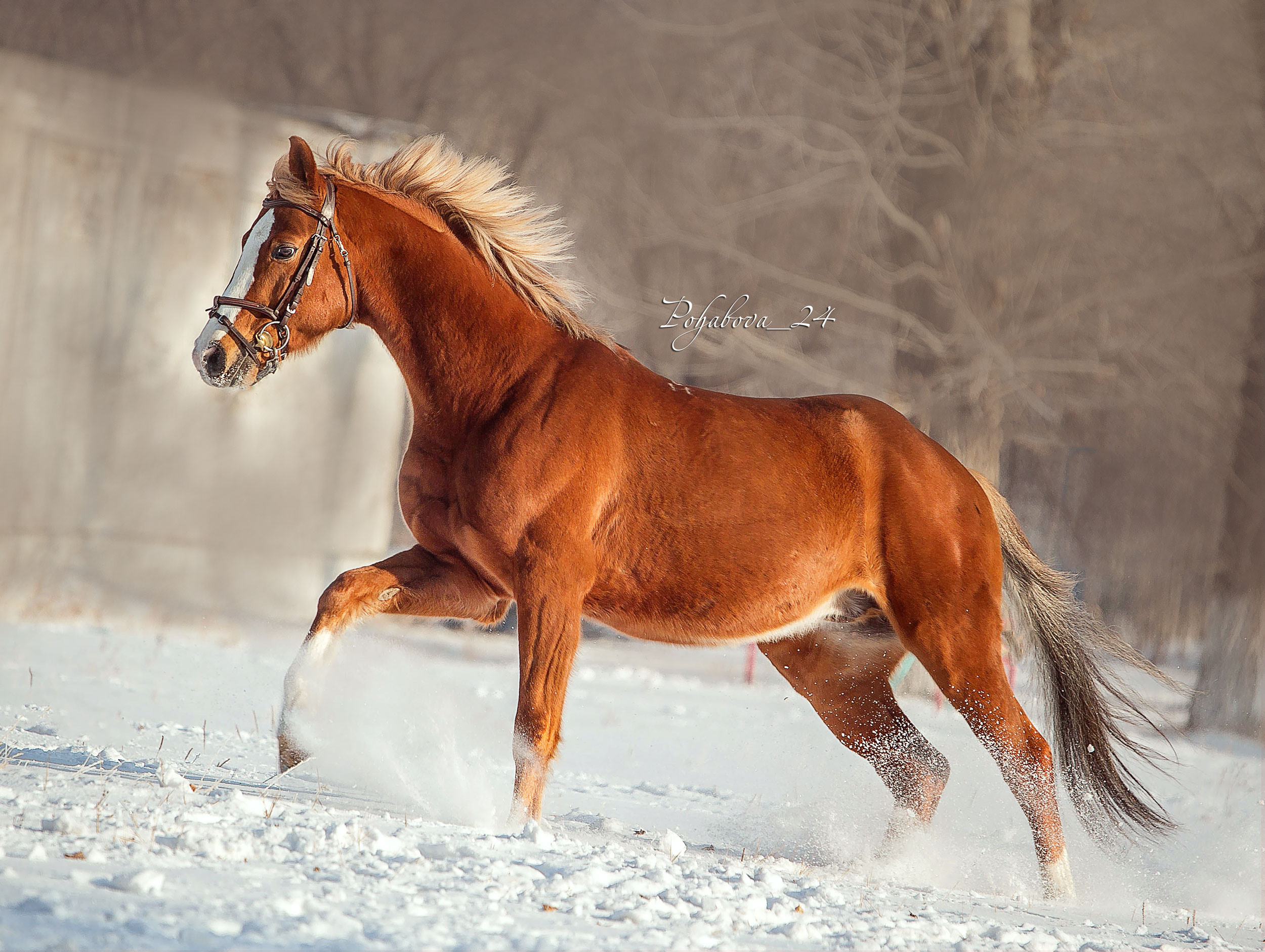 Лошади зимой. Конный фотограф в Красноярске — Любовь Похабова