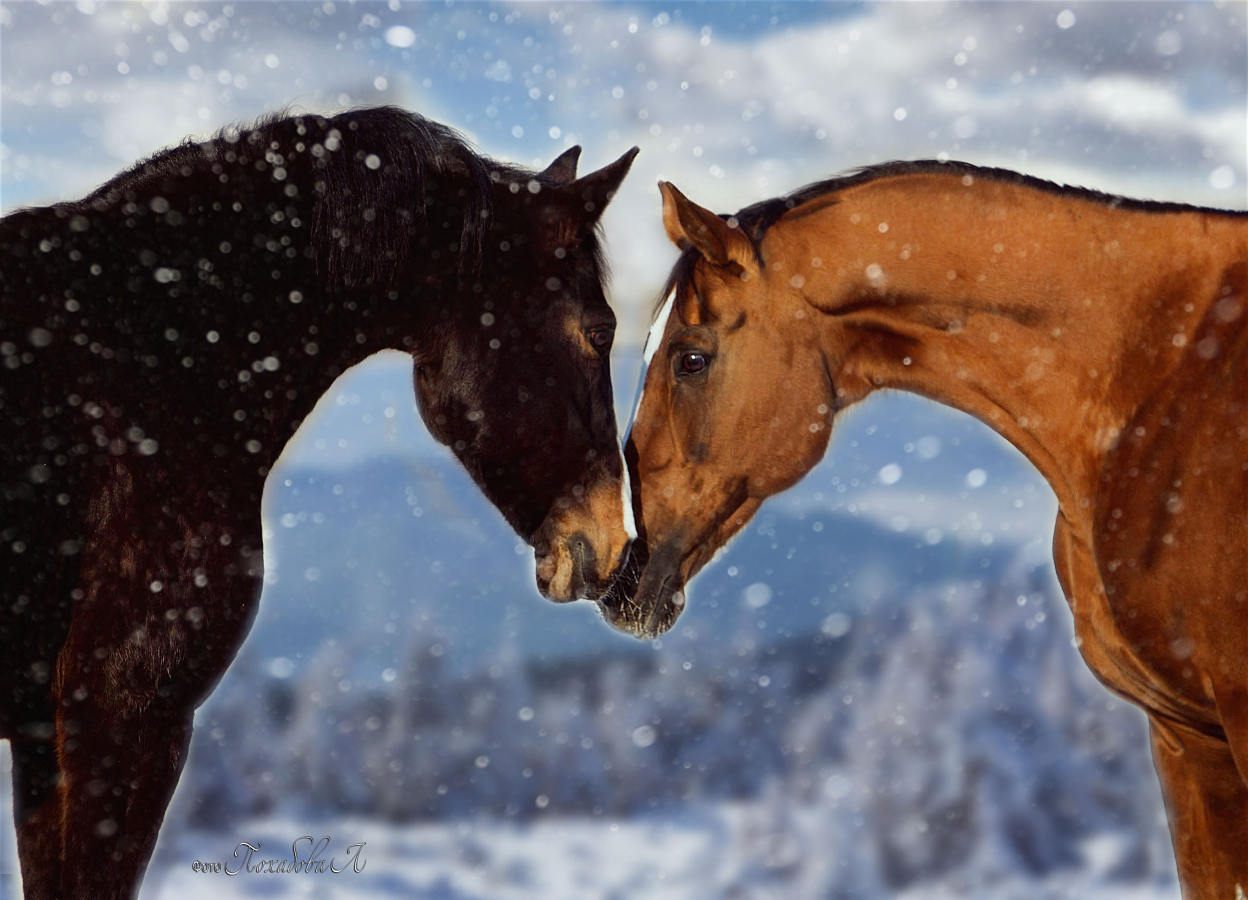 Лошади зимой. Конный фотограф в Красноярске — Любовь Похабова