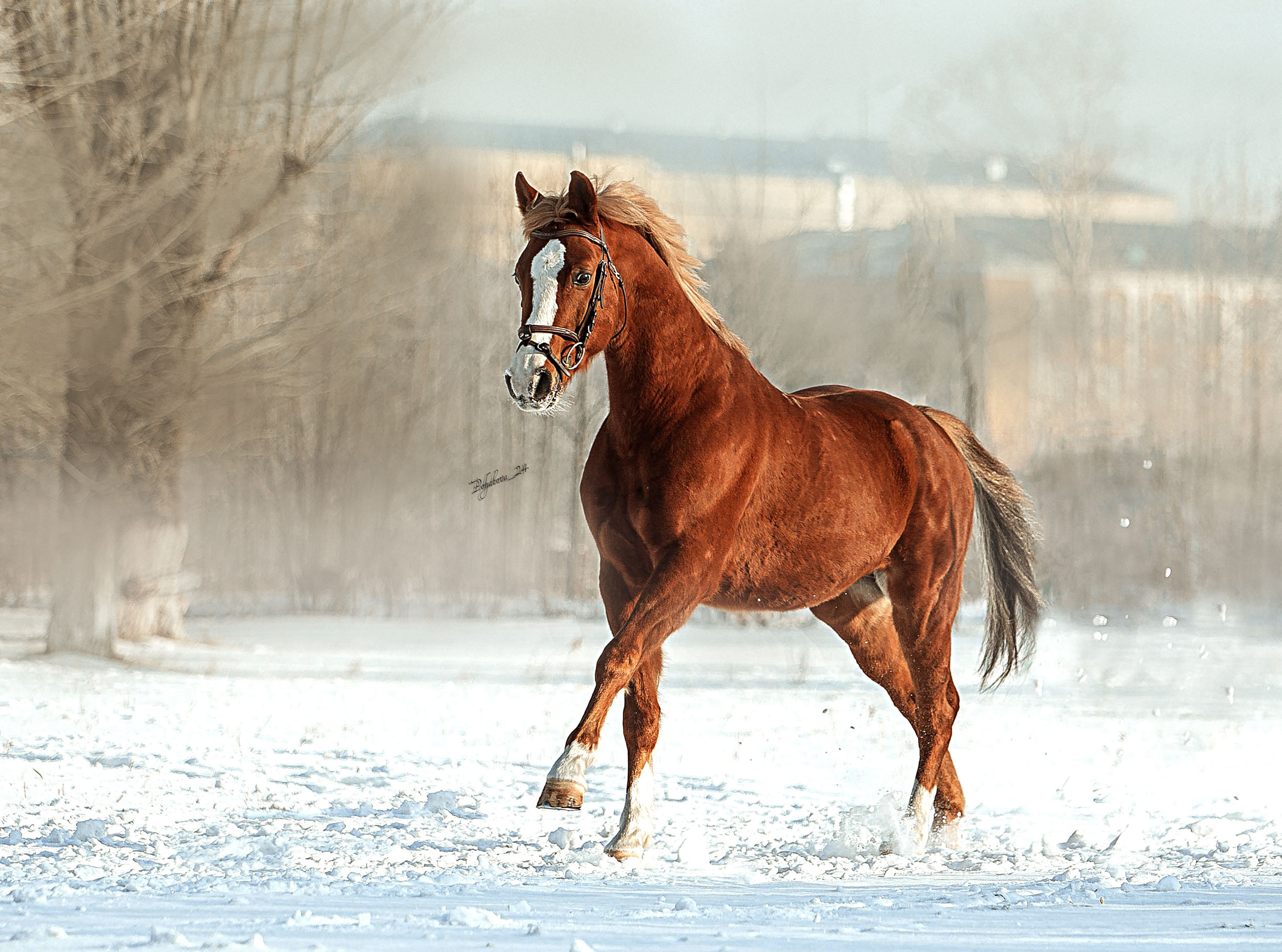 Лошади зимой. Конный фотограф в Красноярске — Любовь Похабова
