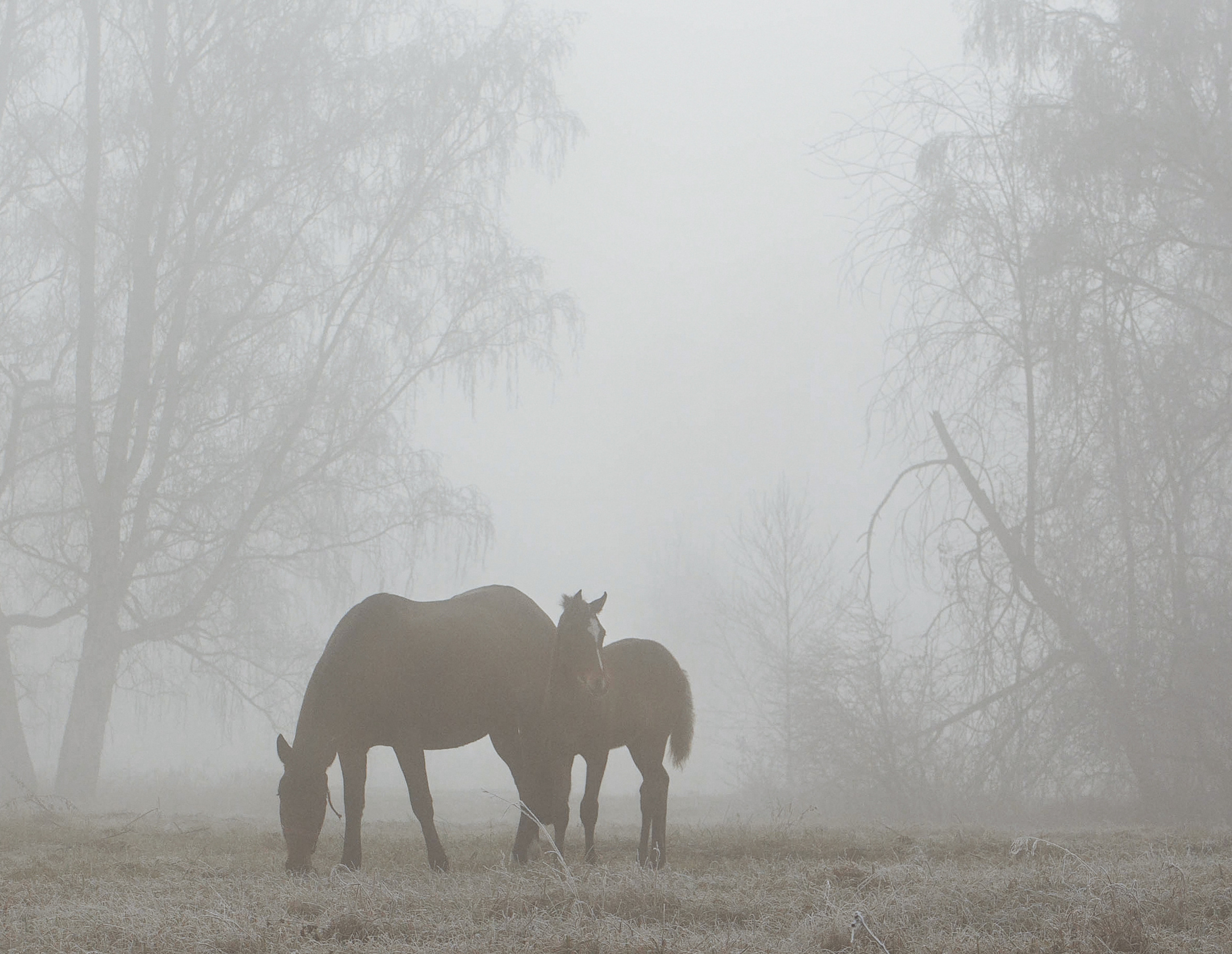 Главная. Конный фотограф в Красноярске — Любовь Похабова