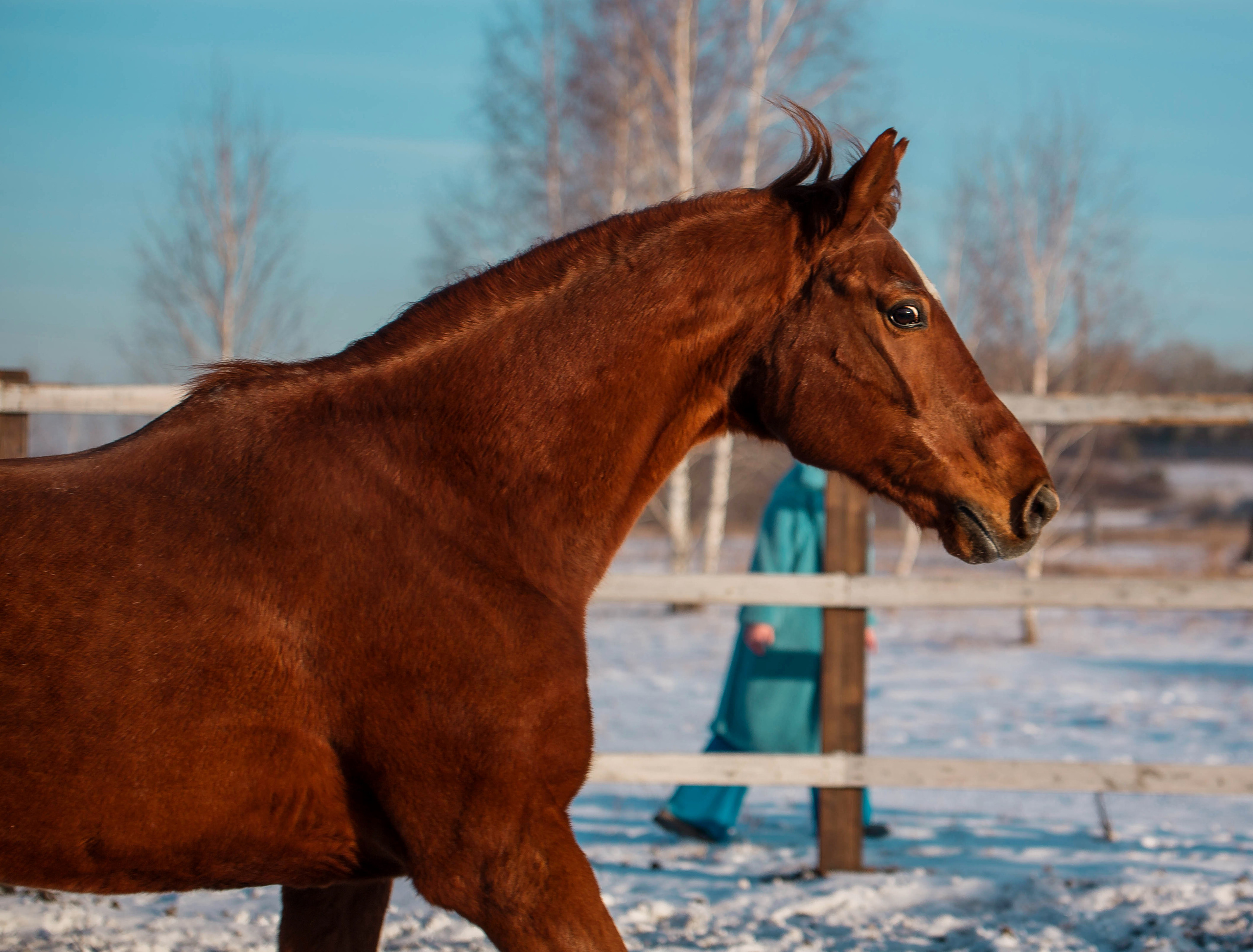 База отдыха Бабушкина дача. Конный фотограф в Красноярске — Любовь Похабова