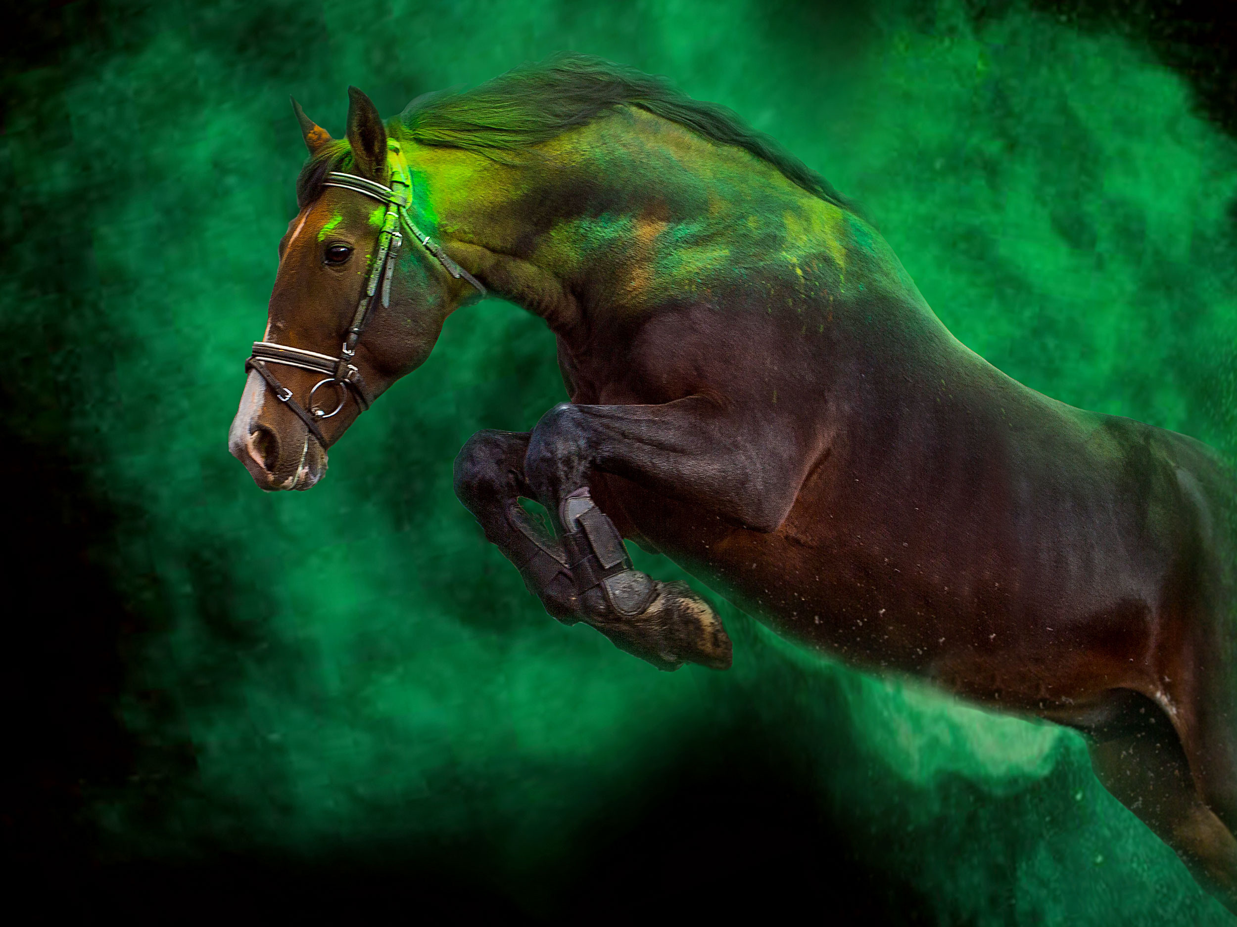 Красноярский ип-м. Конный фотограф в Красноярске — Любовь Похабова