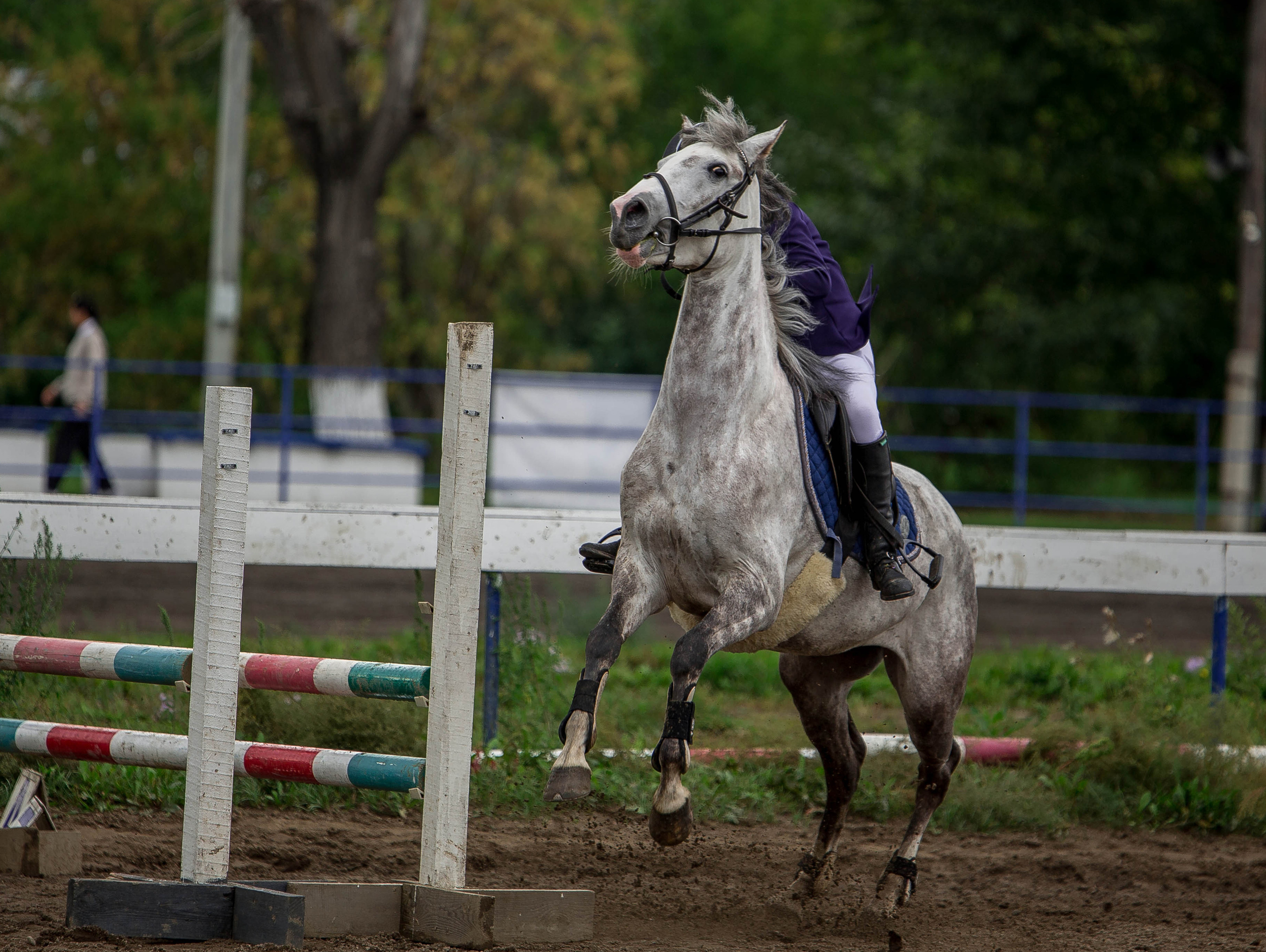 Соревнования 2022. Конный фотограф в Красноярске — Любовь Похабова