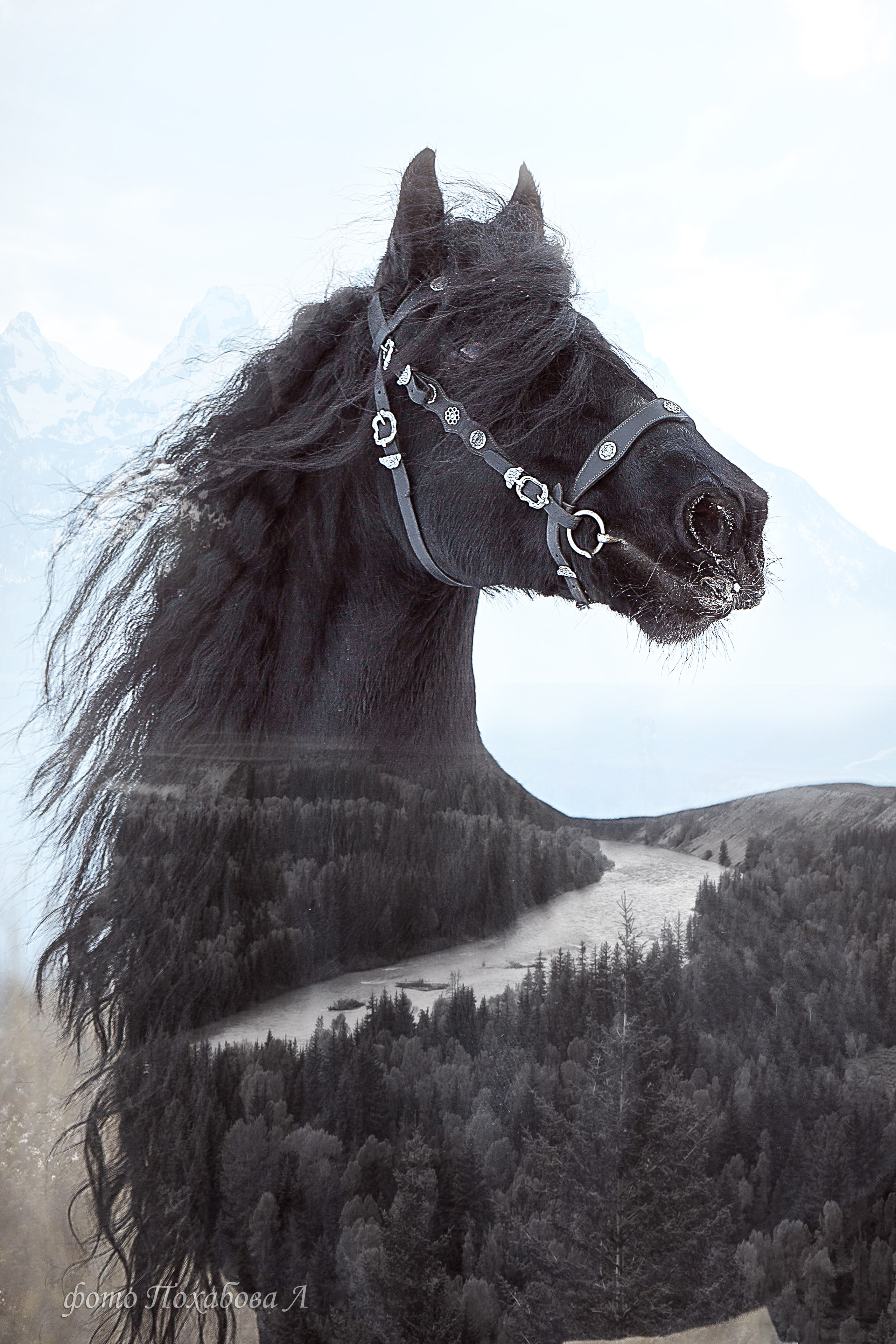 Лошади зимой. Конный фотограф в Красноярске — Любовь Похабова