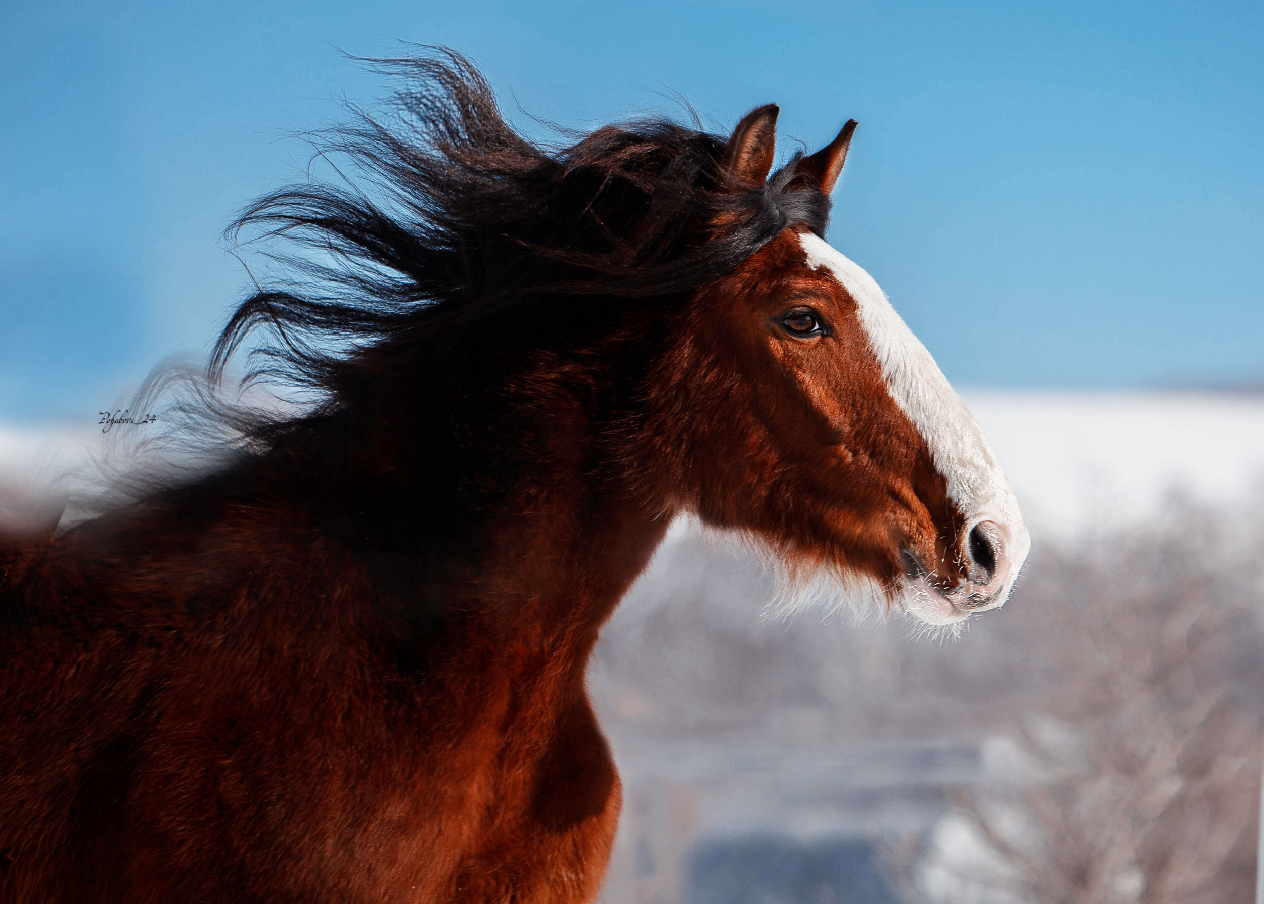 СЪЕМКА ЛОШАДЕЙ. Конный фотограф в Красноярске — Любовь Похабова