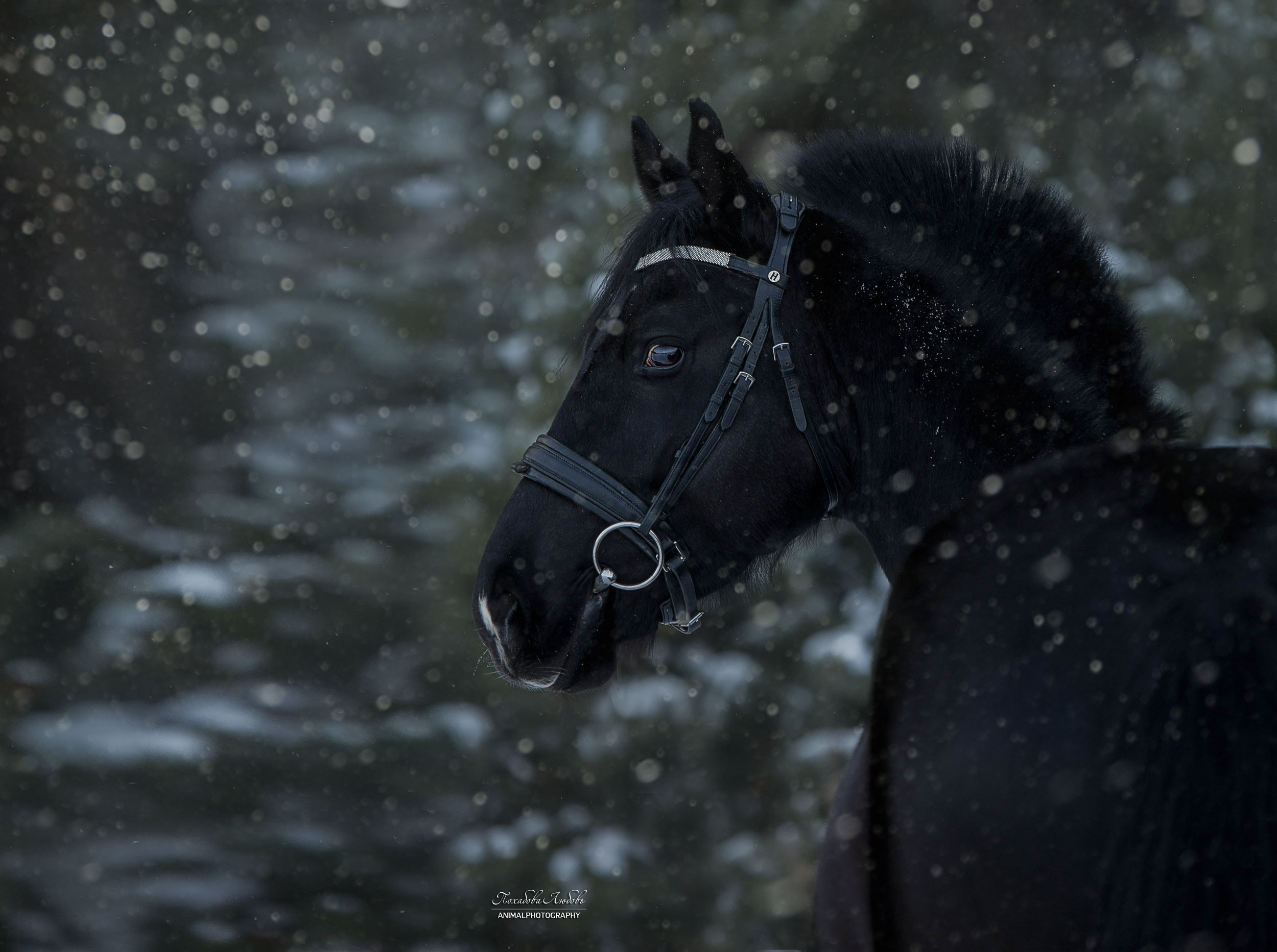 Феникс. Конный фотограф в Красноярске — Любовь Похабова