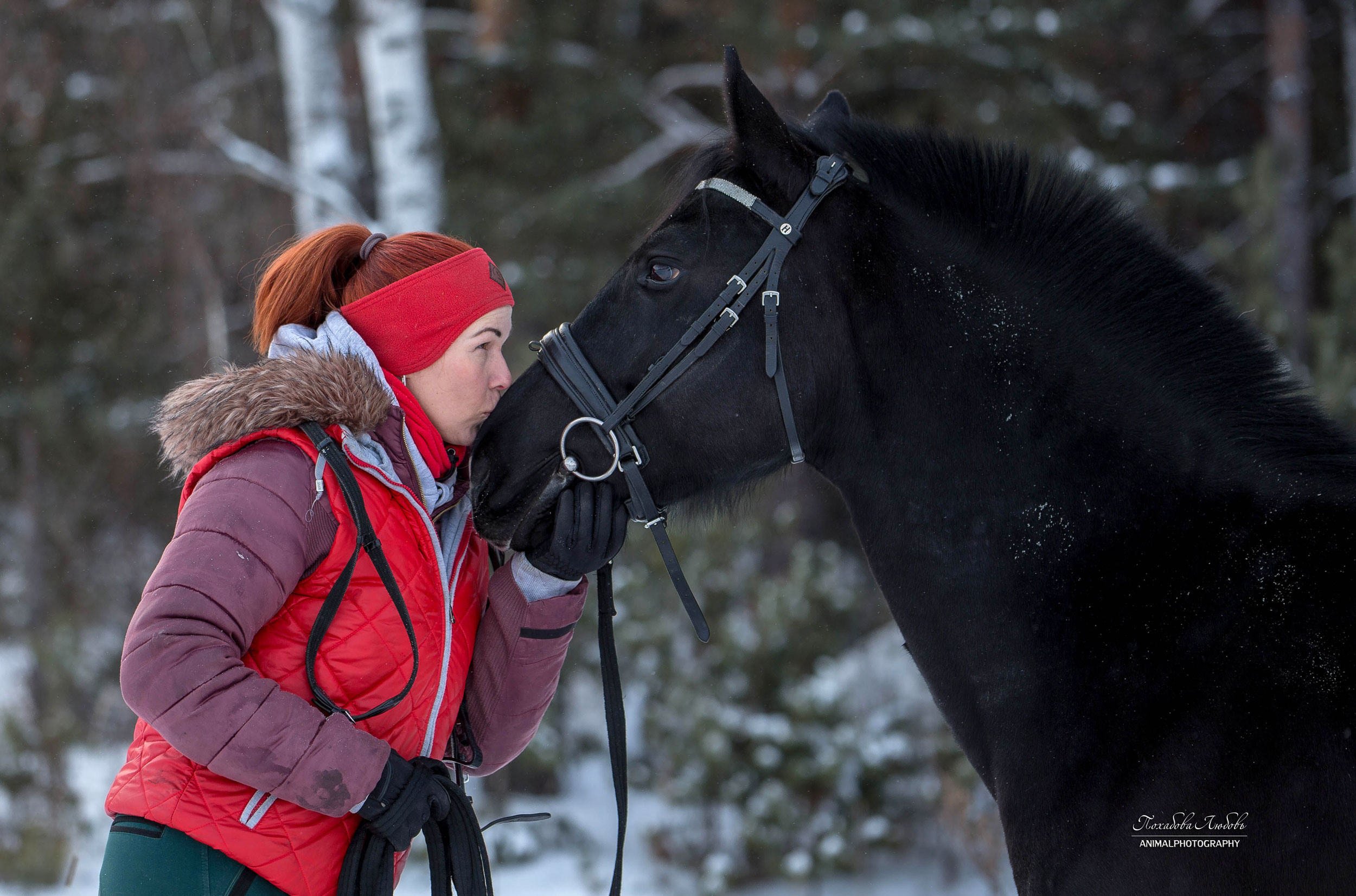 Феникс. Конный фотограф в Красноярске — Любовь Похабова