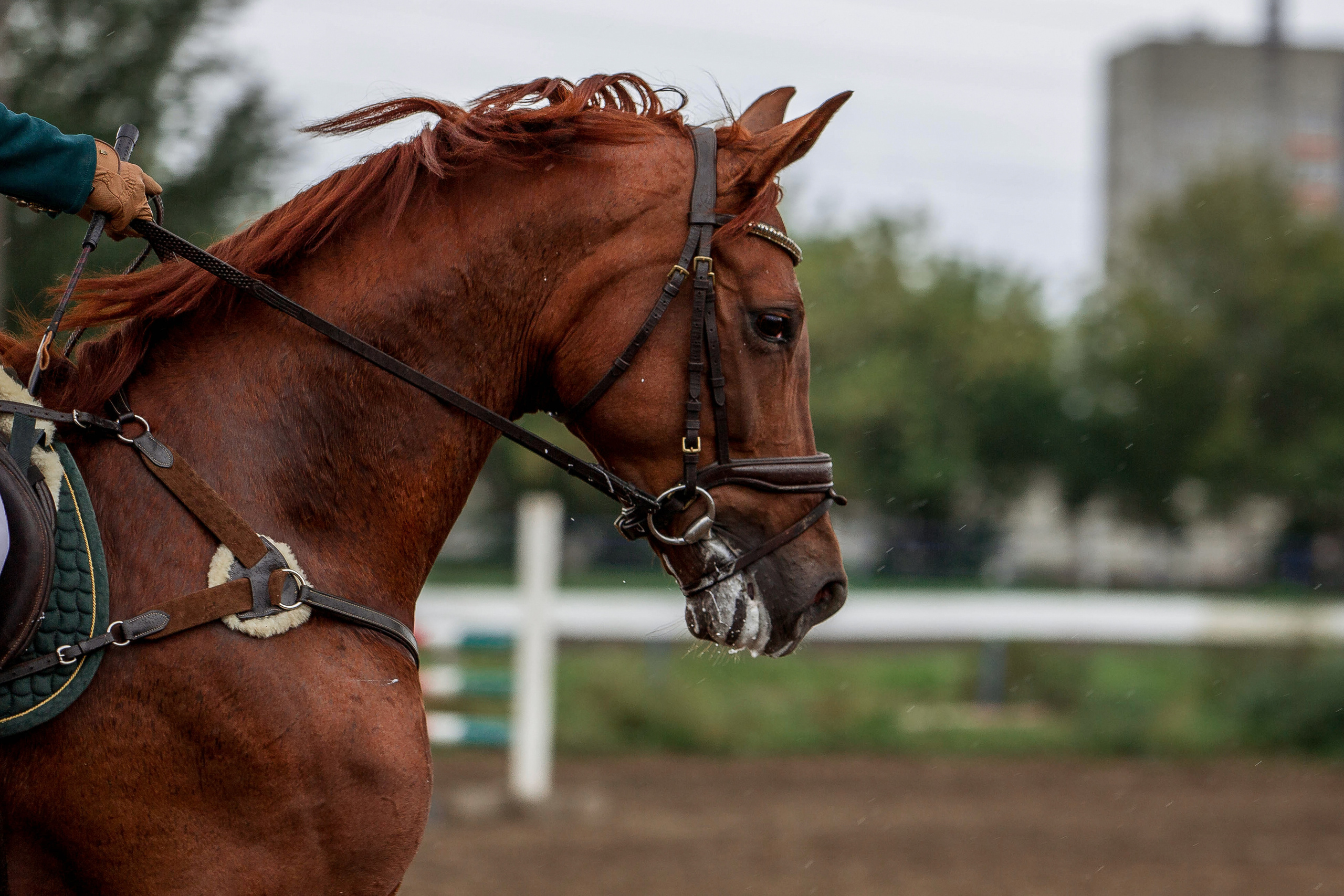Соревнования 2022. Конный фотограф в Красноярске — Любовь Похабова