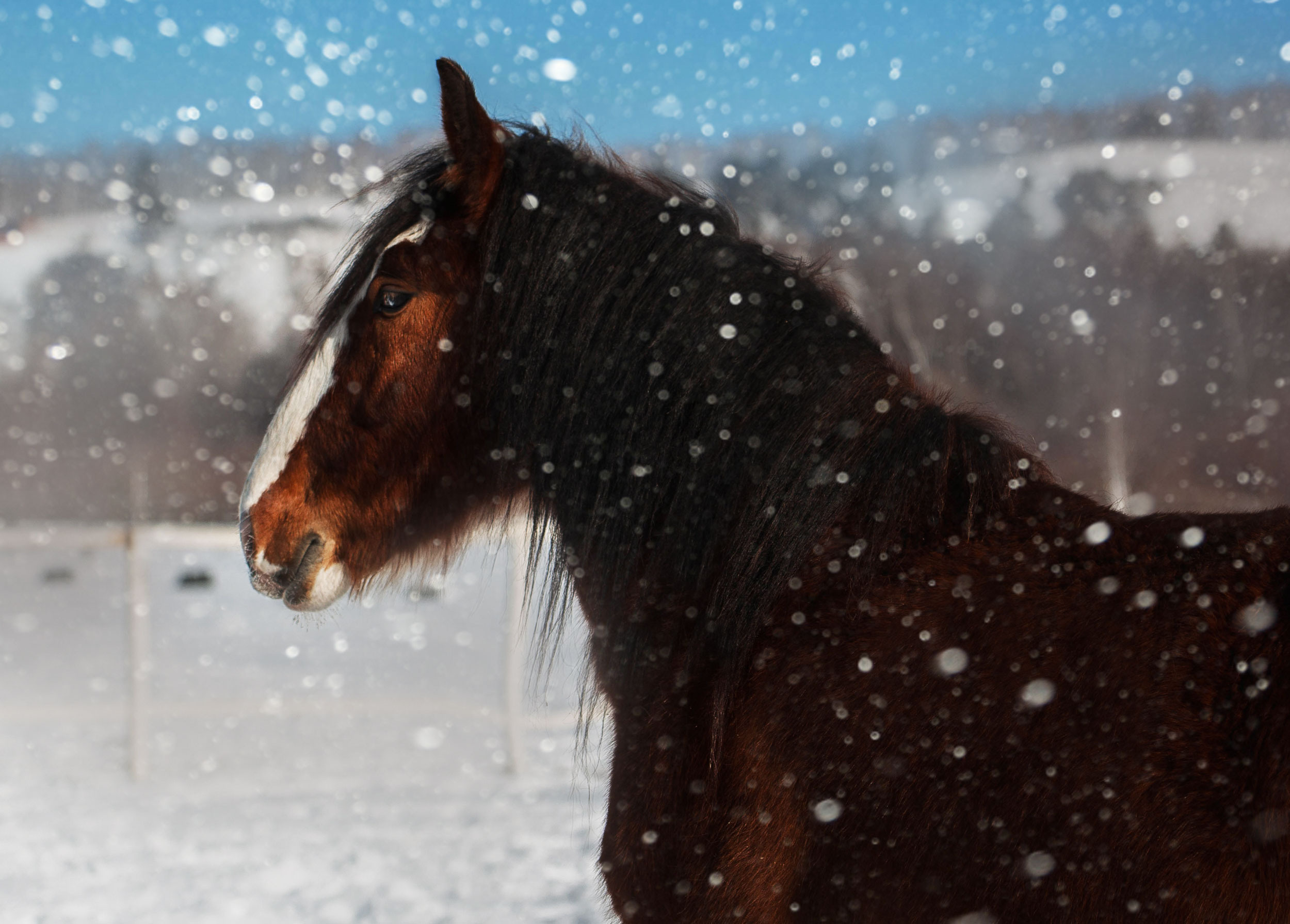 СЪЕМКА ЛОШАДЕЙ. Конный фотограф в Красноярске — Любовь Похабова