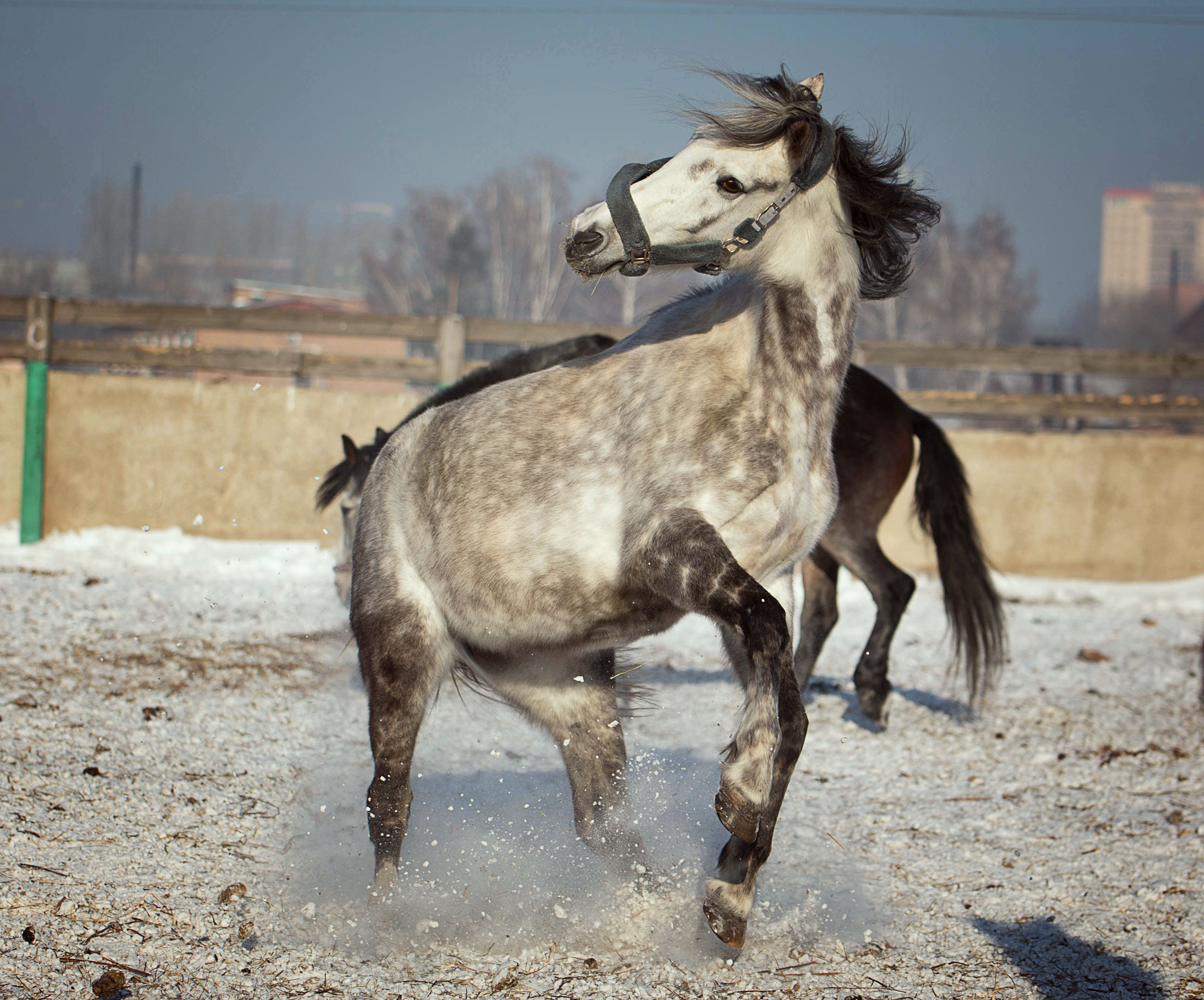 Лошади зимой. Конный фотограф в Красноярске — Любовь Похабова