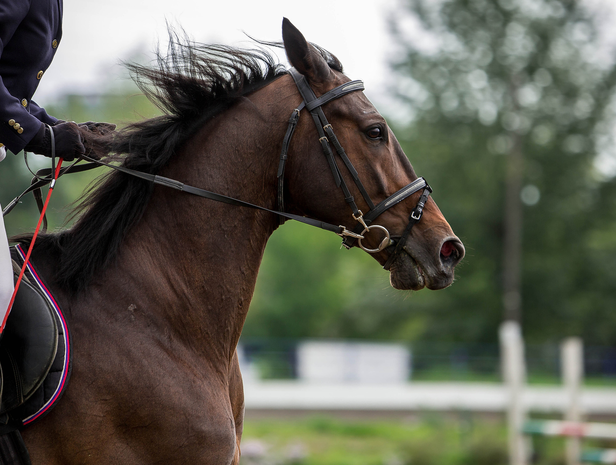 Соревнования 2022. Конный фотограф в Красноярске — Любовь Похабова