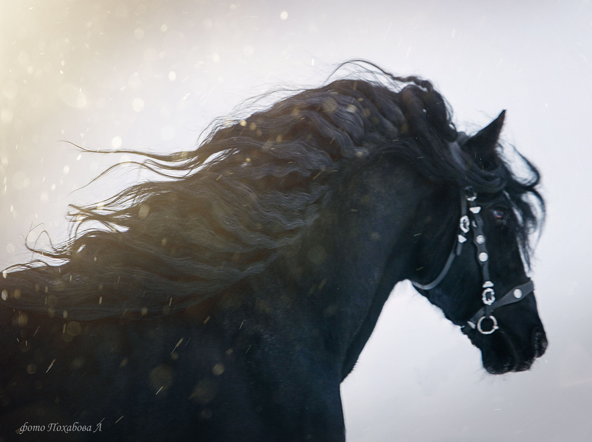 Лошади зимой. Конный фотограф в Красноярске — Любовь Похабова