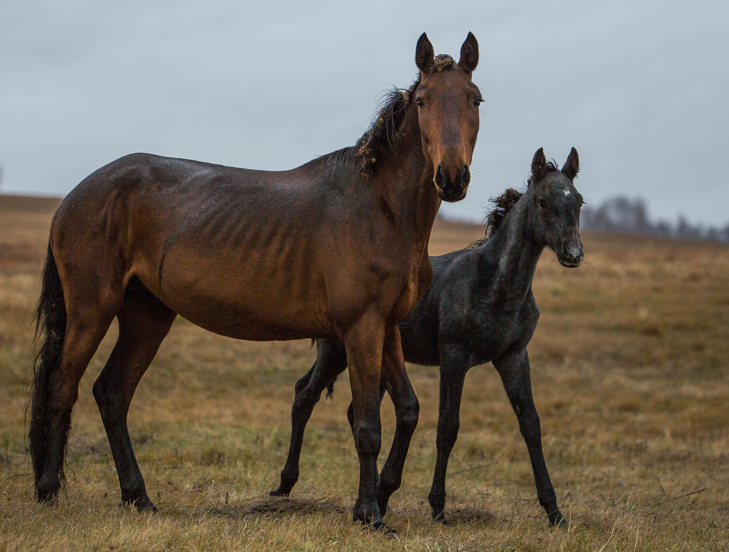 Главная. Конный фотограф в Красноярске — Любовь Похабова