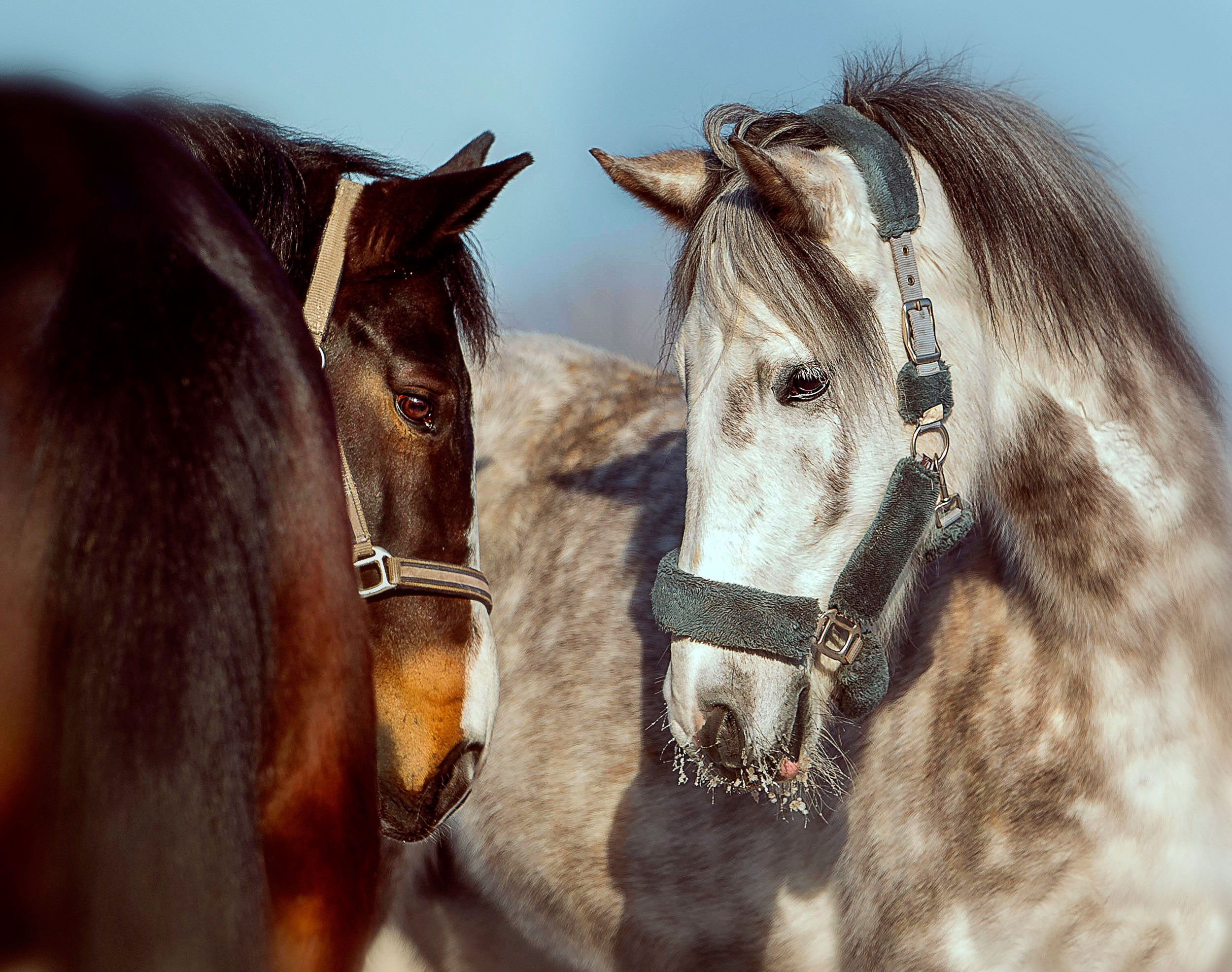 Лошади зимой. Конный фотограф в Красноярске — Любовь Похабова